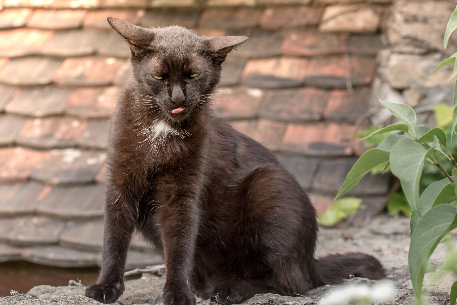 Nikon D750 sample photo. Cat, kitten, black cat photography