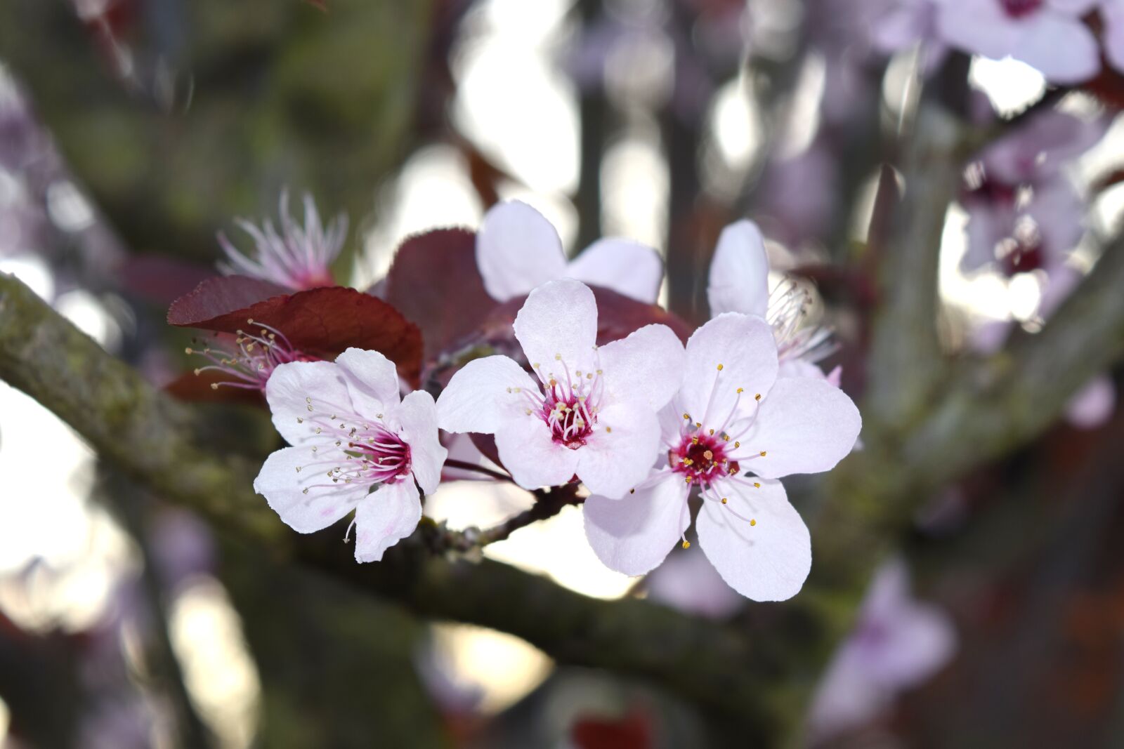 Nikon D3300 sample photo. Cherry blossom, pink, spring photography