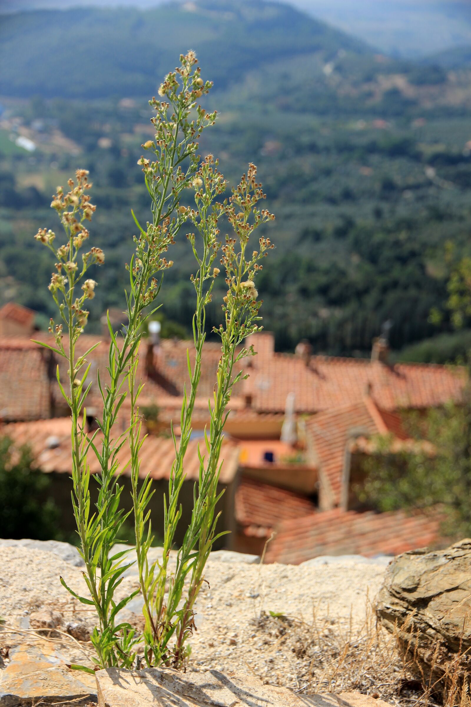 Canon EOS 600D (Rebel EOS T3i / EOS Kiss X5) sample photo. Plant, grasses, roofs photography