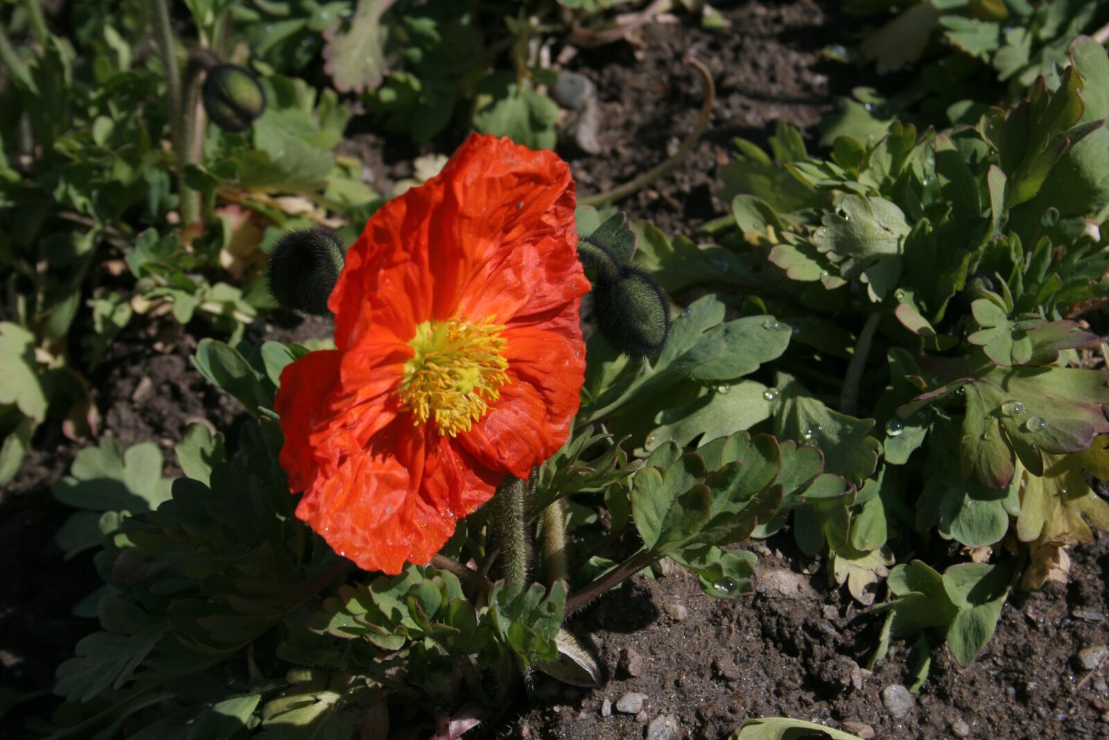 Canon EOS 350D (EOS Digital Rebel XT / EOS Kiss Digital N) sample photo. Poppy, flower, blossom photography