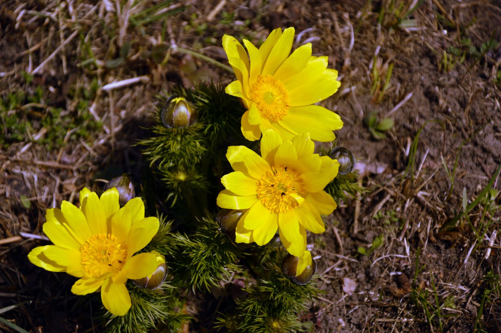 Nikon D3200 sample photo. Pheasant's eye, adonis, vernal photography