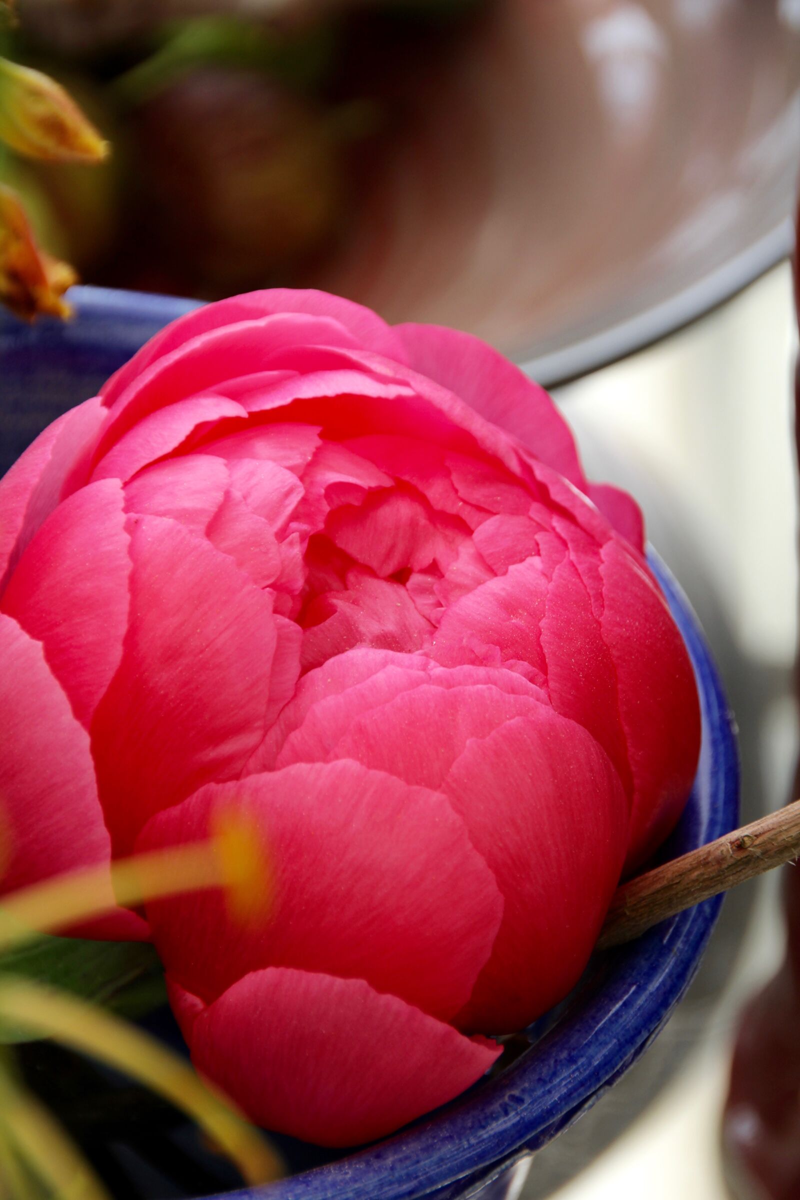 Canon EOS 60D sample photo. Paeonia, peony, blossom photography