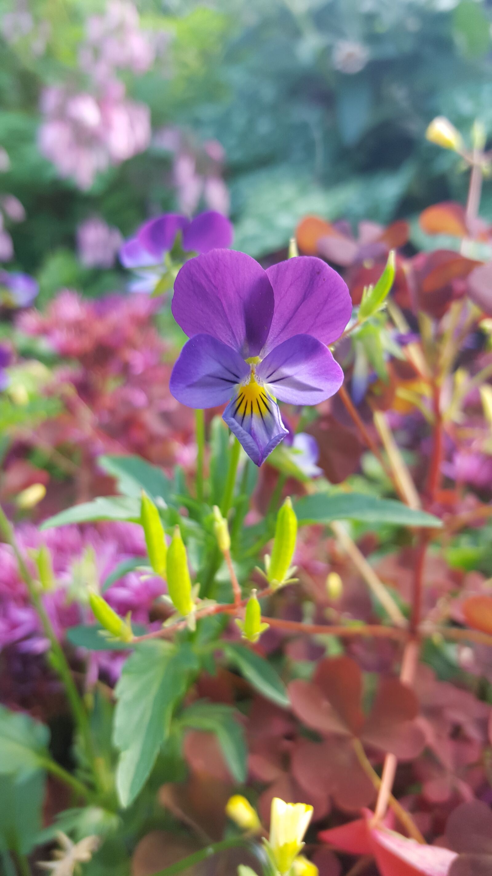 Samsung GALAXY S6 edge sample photo. Flower, purple, purple flower photography