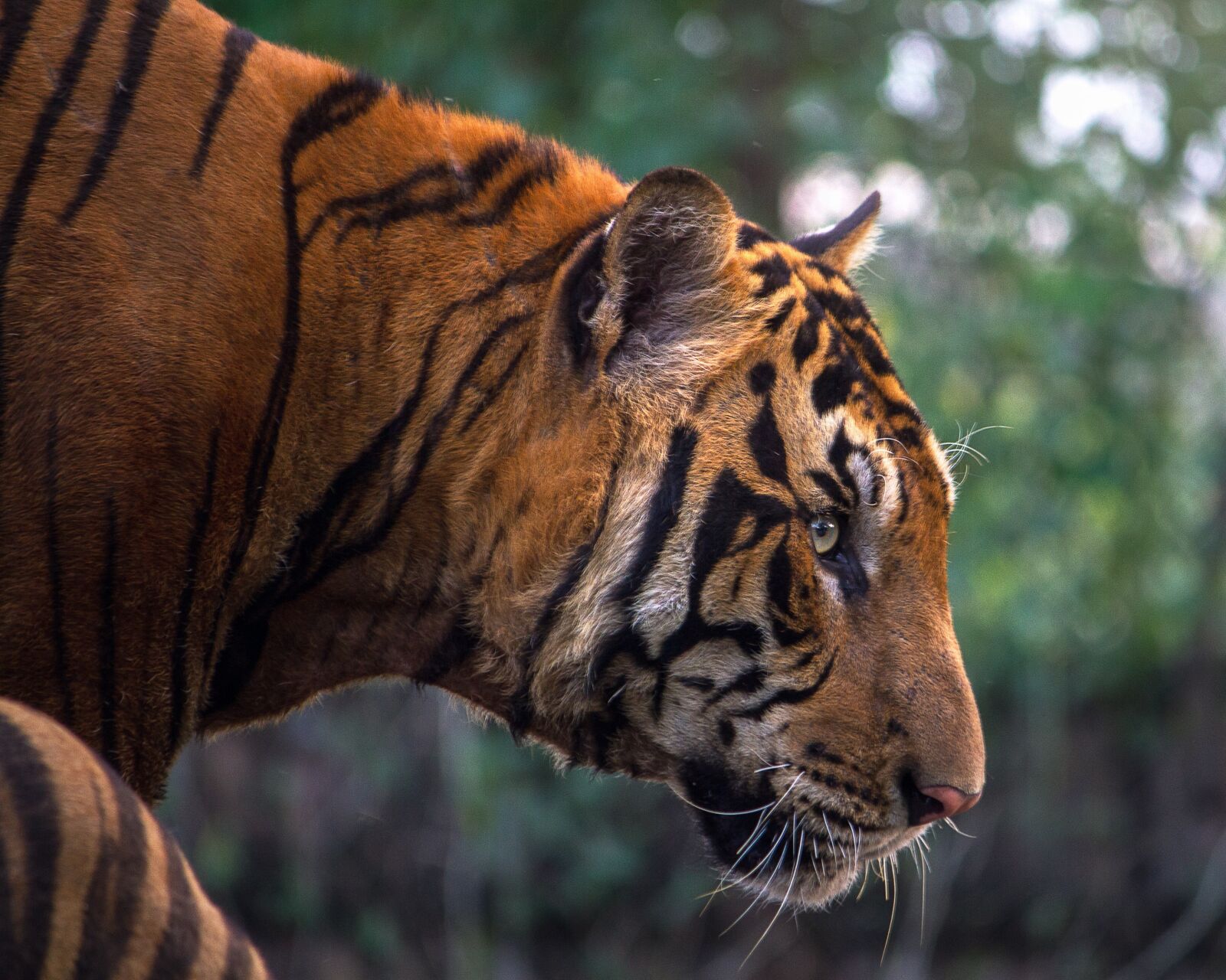 Canon EOS 7D + Canon EF-S 55-250mm F4-5.6 IS sample photo. Tiger, animals, bengal photography