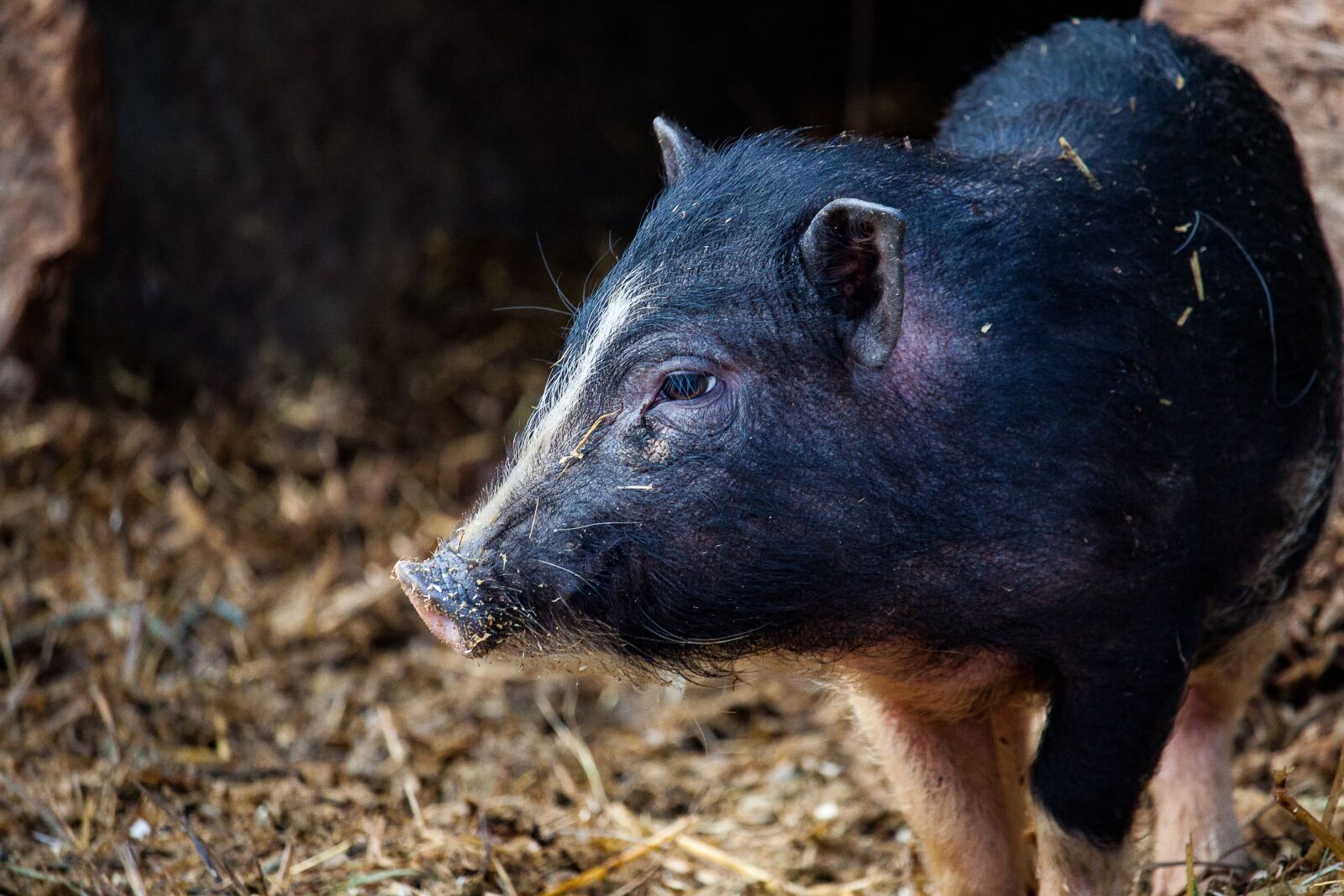 Canon EOS 50D sample photo. Miniature pig, pig, animal photography
