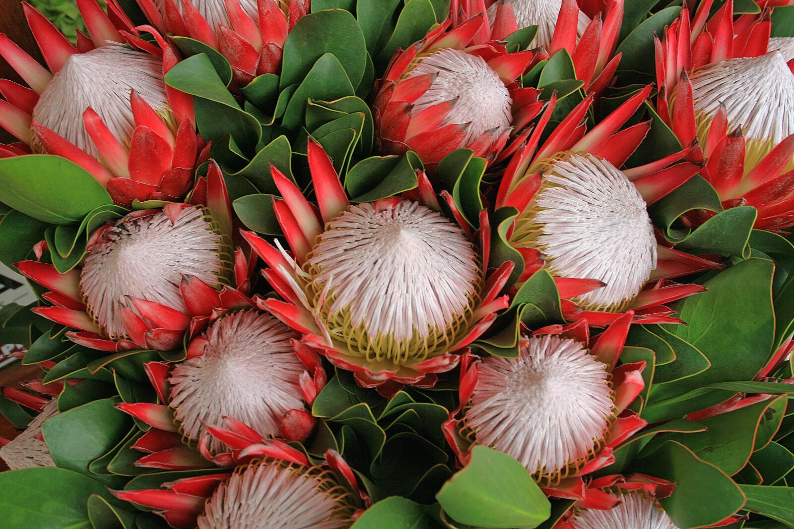 Canon EOS 400D (EOS Digital Rebel XTi / EOS Kiss Digital X) sample photo. Protea flowers, flowers, proteas photography