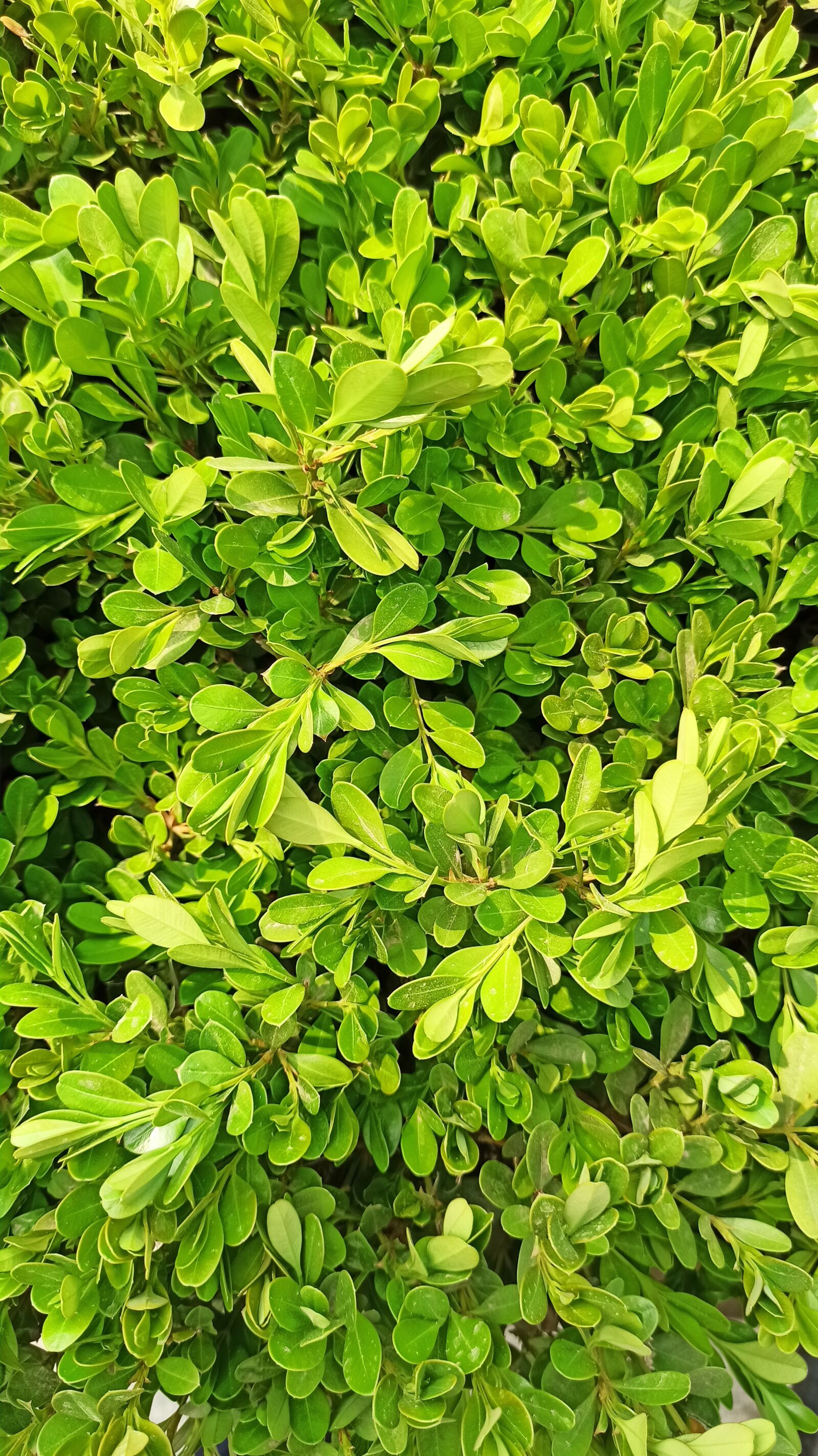 Xiaomi Redmi Note 8 Pro sample photo. Boxwood, plant, spring photography
