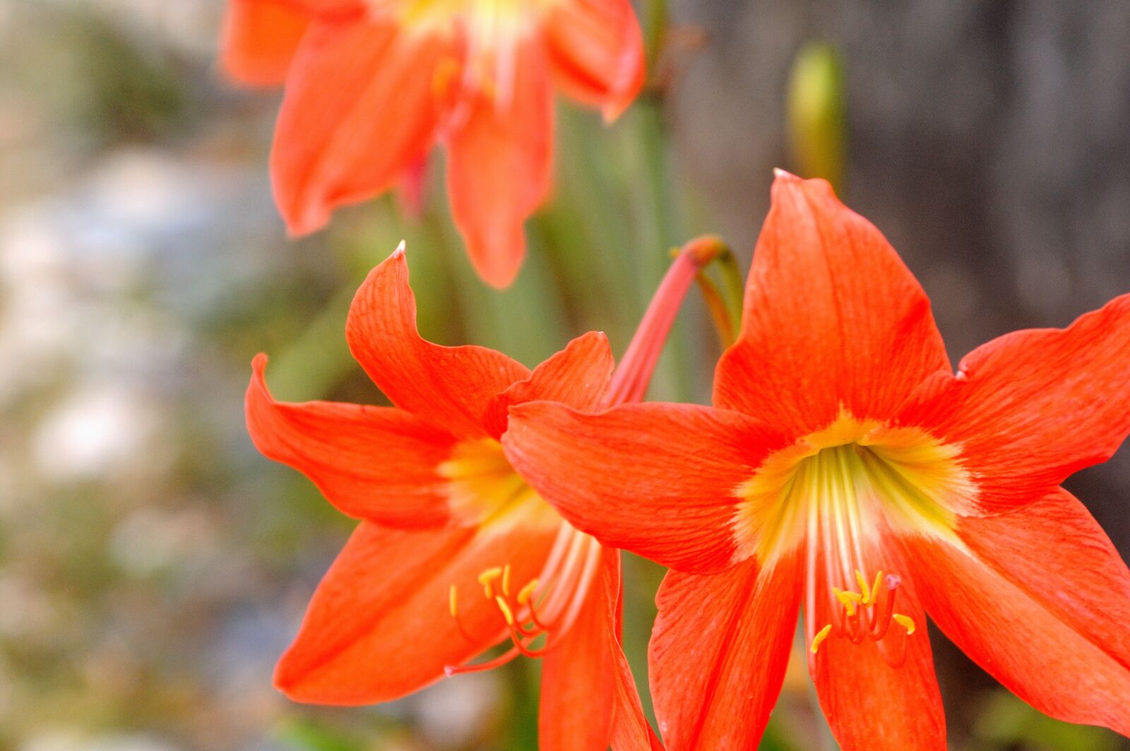 Nikon D90 sample photo. Flower, orange, plant photography