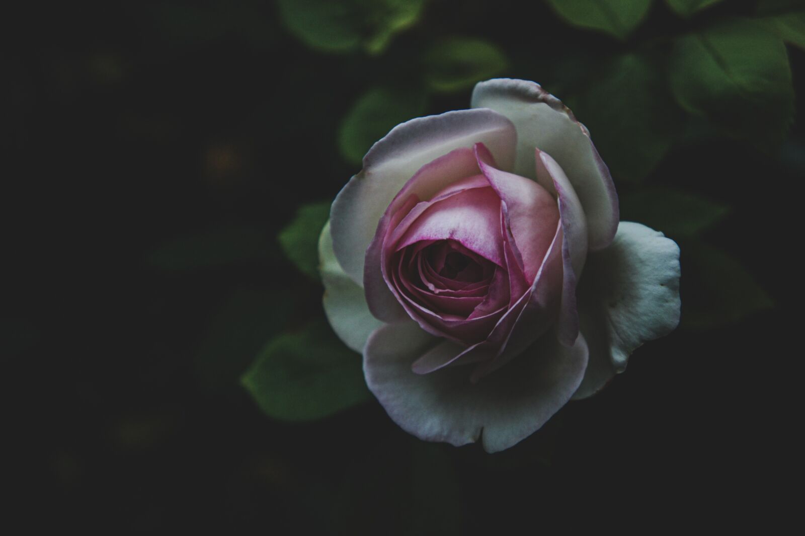 Sony Alpha NEX-3 sample photo. Pink, roses, flowers photography