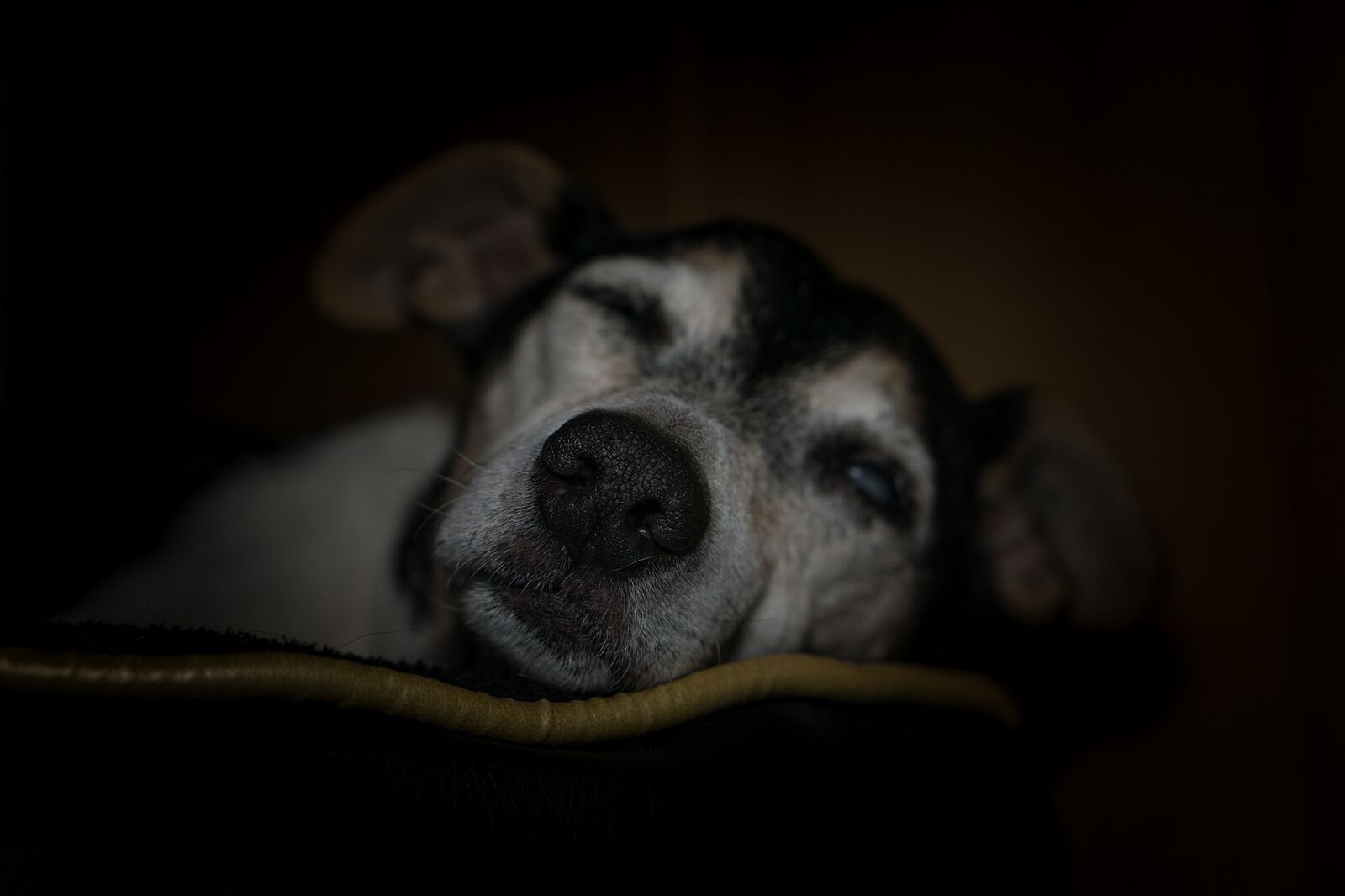 E 50mm F1.8 OSS sample photo. Dog, old, pensioners photography