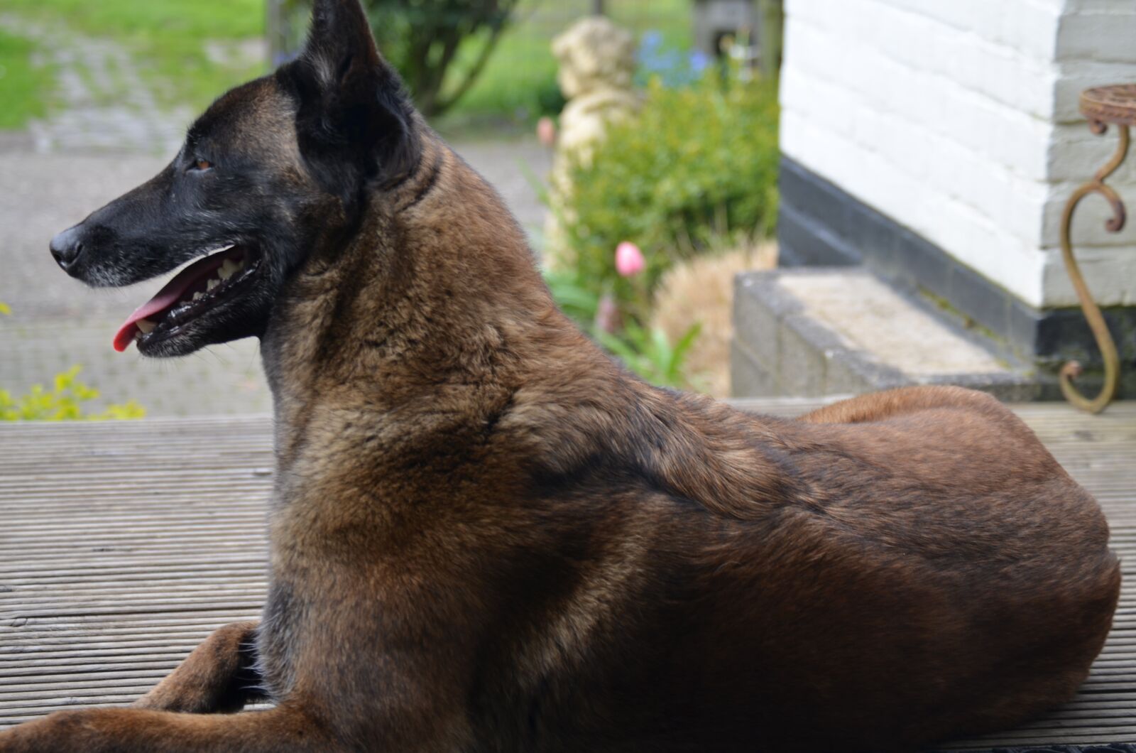 Nikon D5100 sample photo. Shepherd dog, pet, dog photography