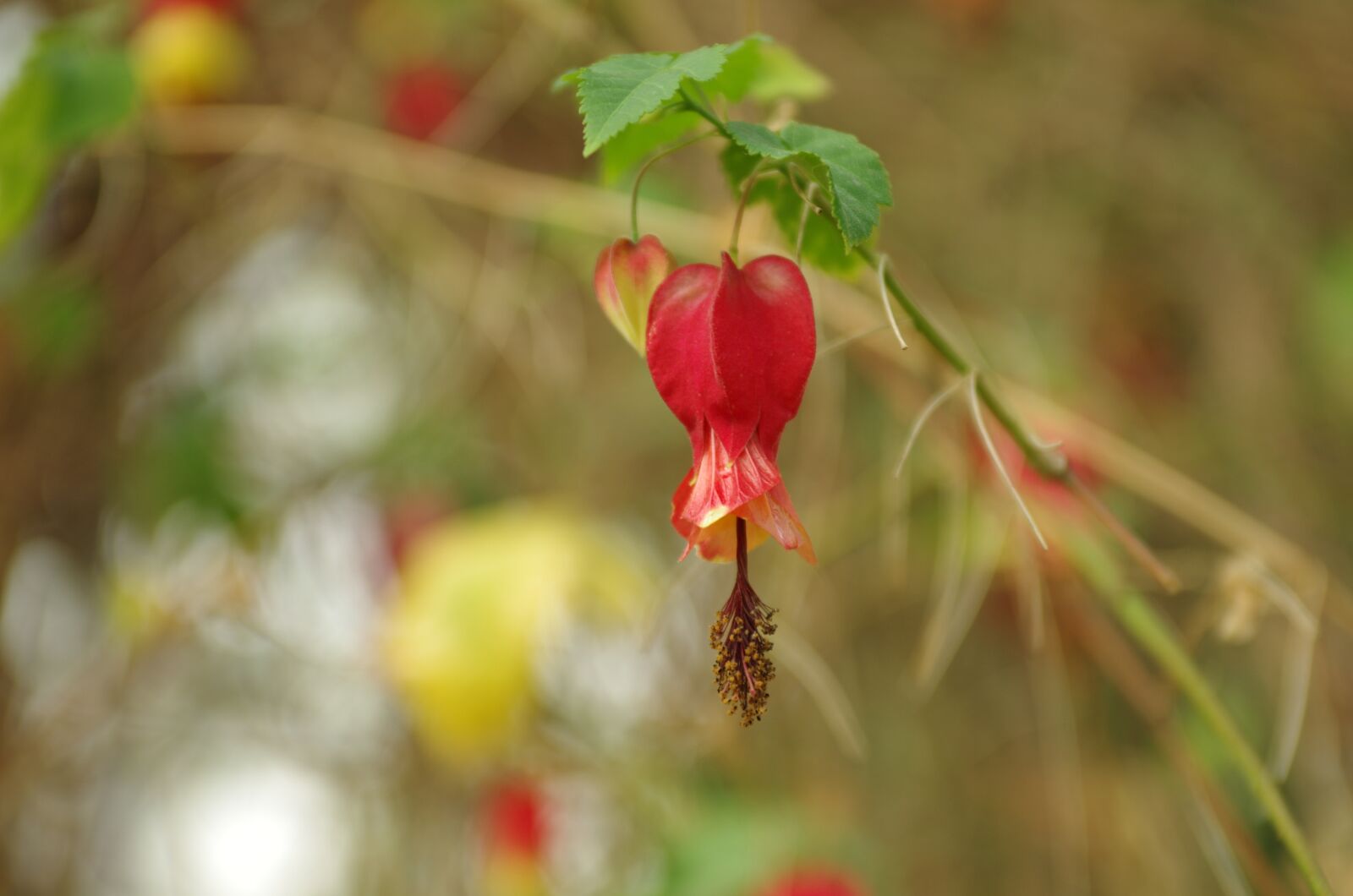 Pentax K-5 sample photo. Flowers, wildflower, nature photography