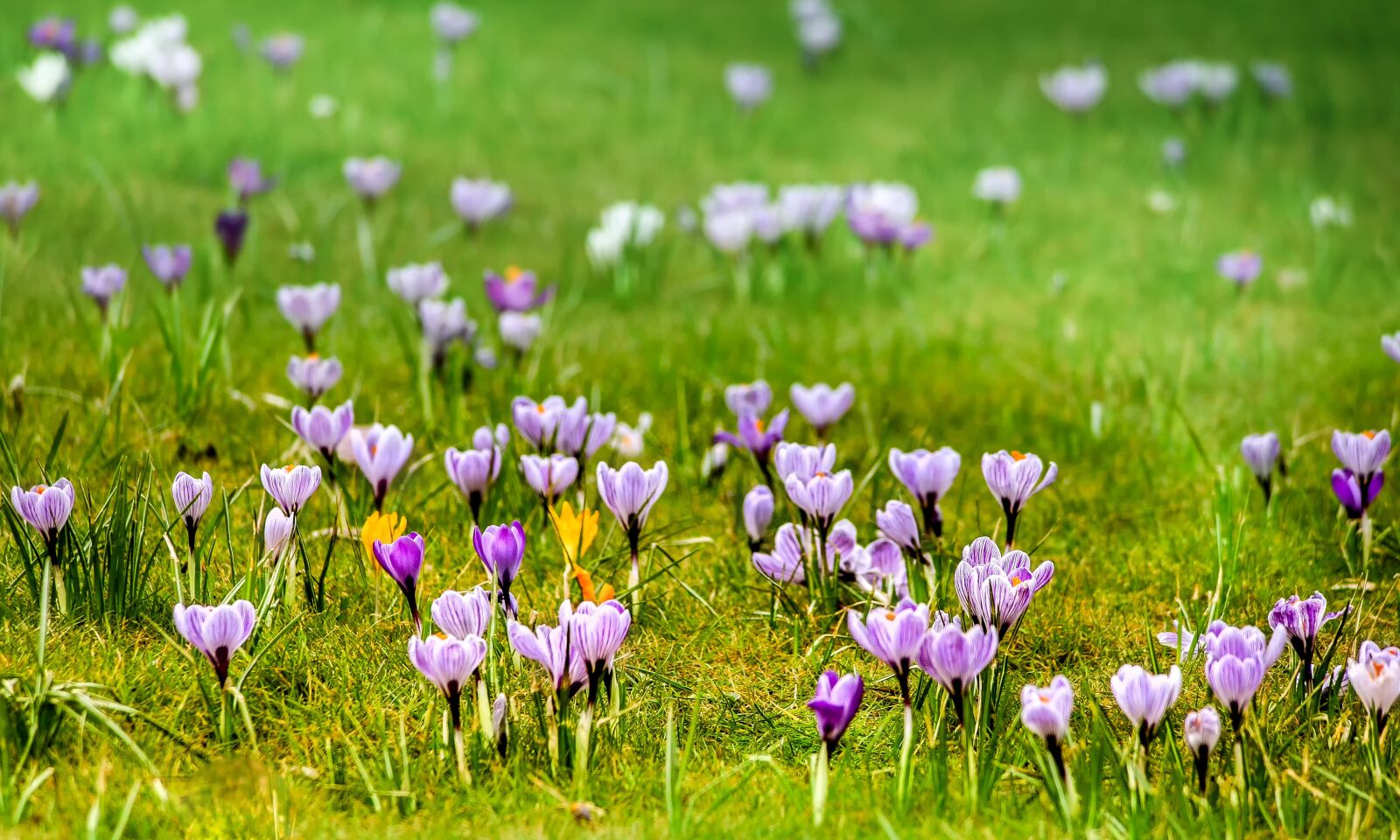 Canon EOS 5D sample photo. Grass, meadow, flower photography