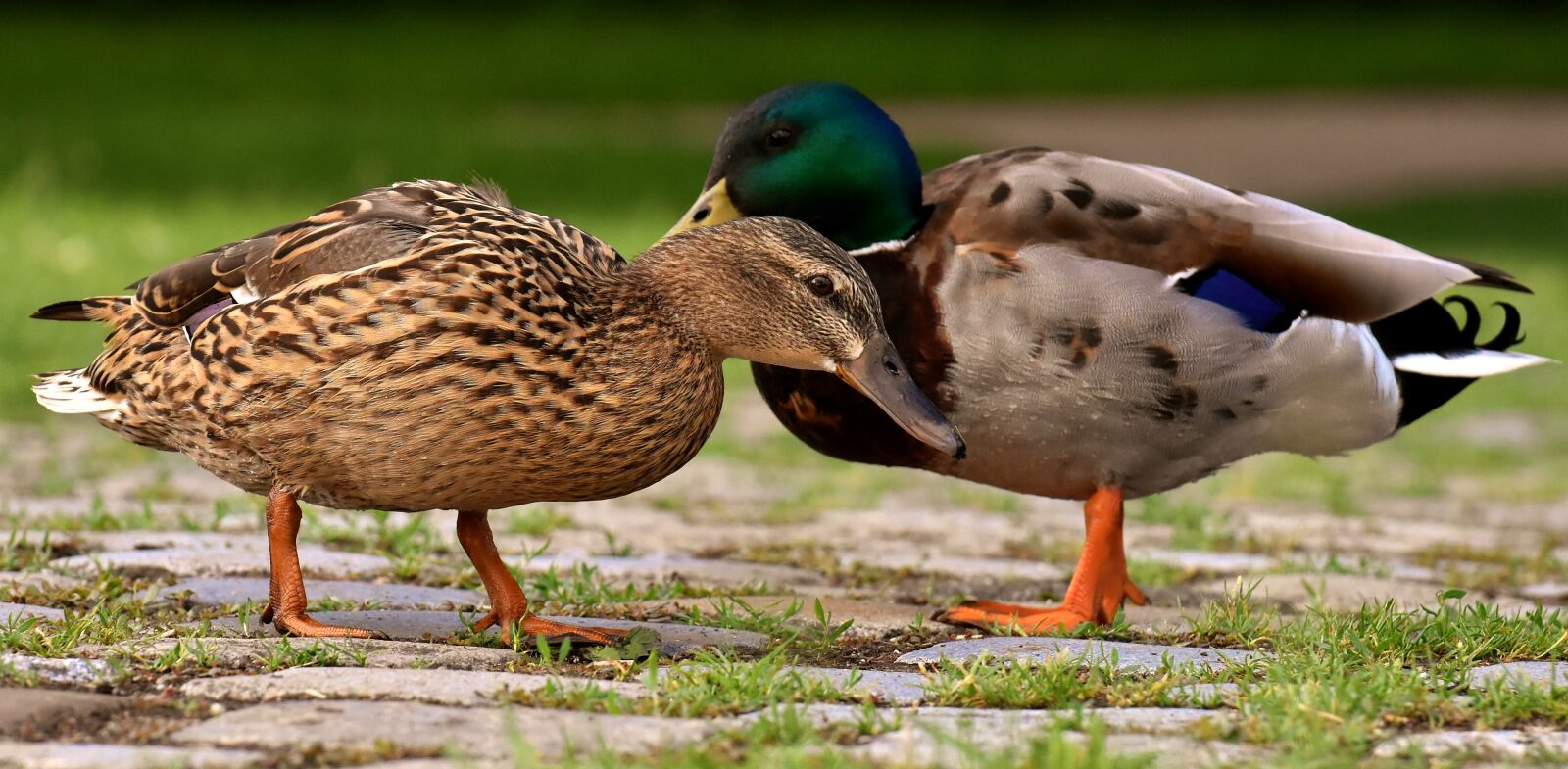 Nikon D7200 sample photo. Ducks, pair, mallards photography