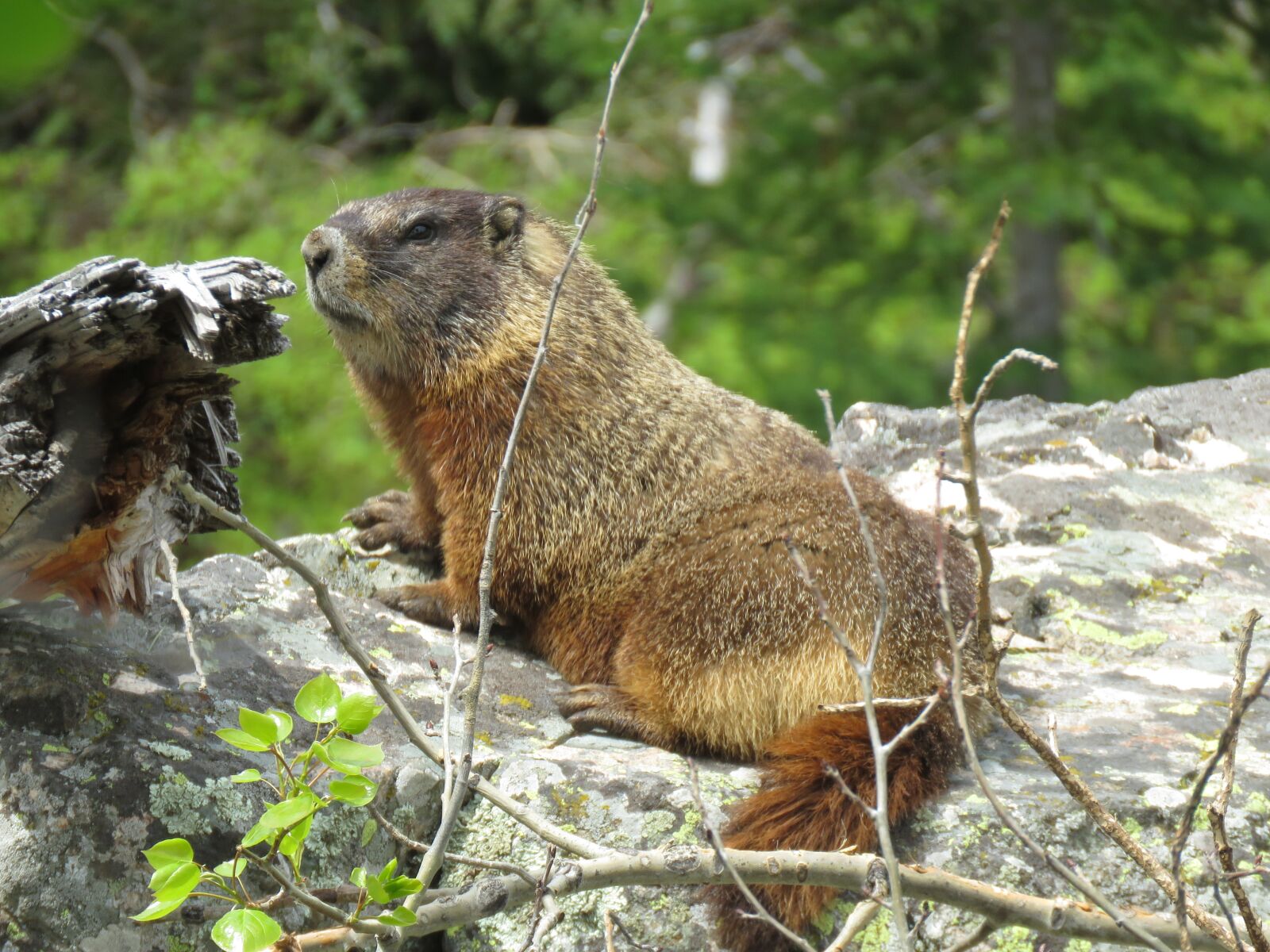 Canon PowerShot SX60 HS sample photo. Wildlife, rodent, marmots photography