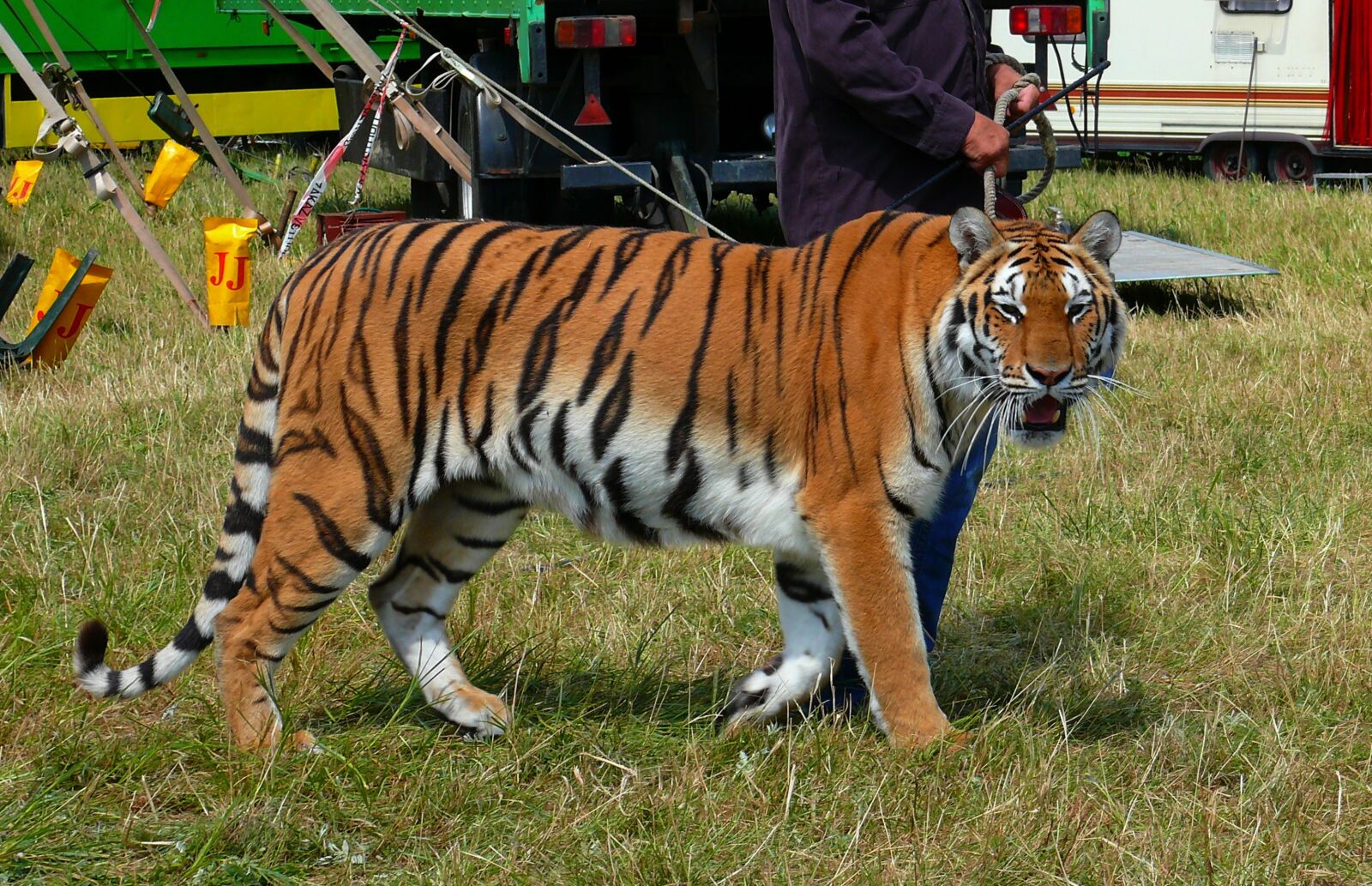 Panasonic DMC-FZ50 sample photo. Tiger, circus, animal photography