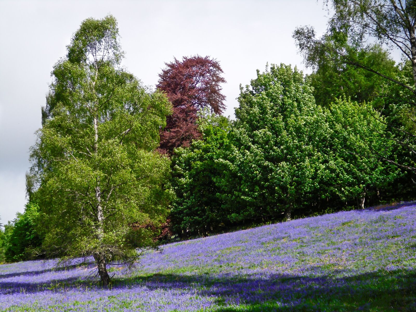 Rollei RCP CL200 sample photo. Lavender field dunkeld scotland photography