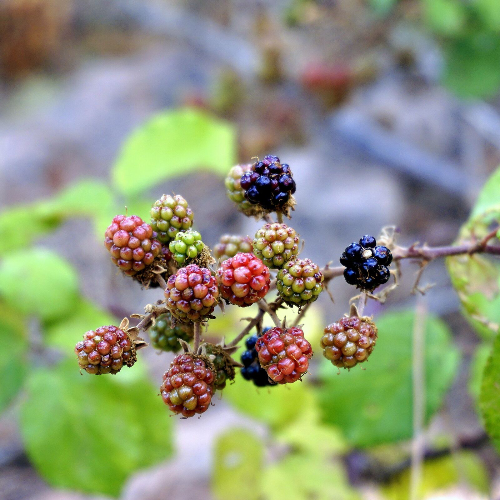 Sony a6000 sample photo. Blackberries, fruits, wild photography