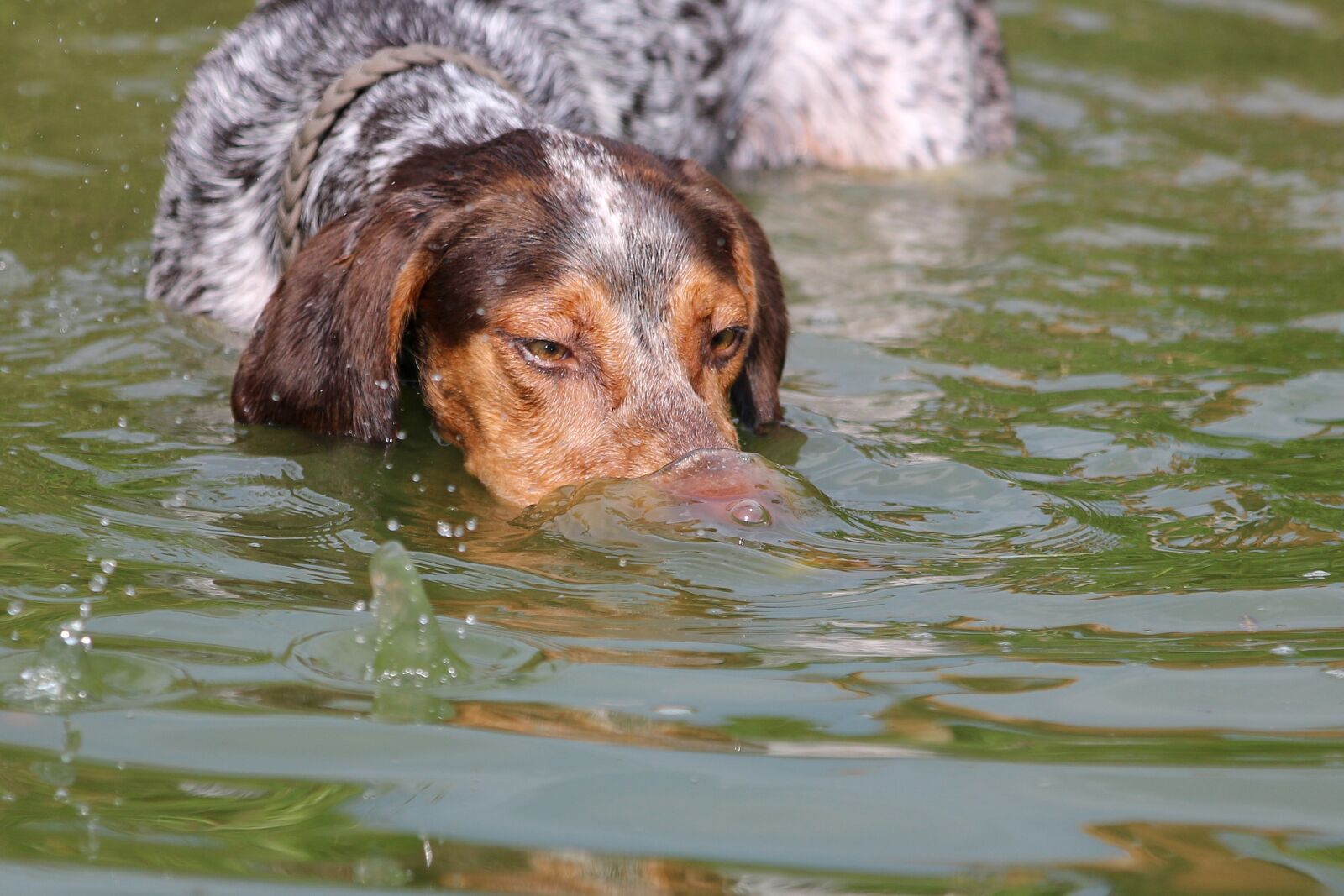 Canon EOS 70D + Canon EF 70-200mm F2.8L IS II USM sample photo. Dog, diving, swim photography