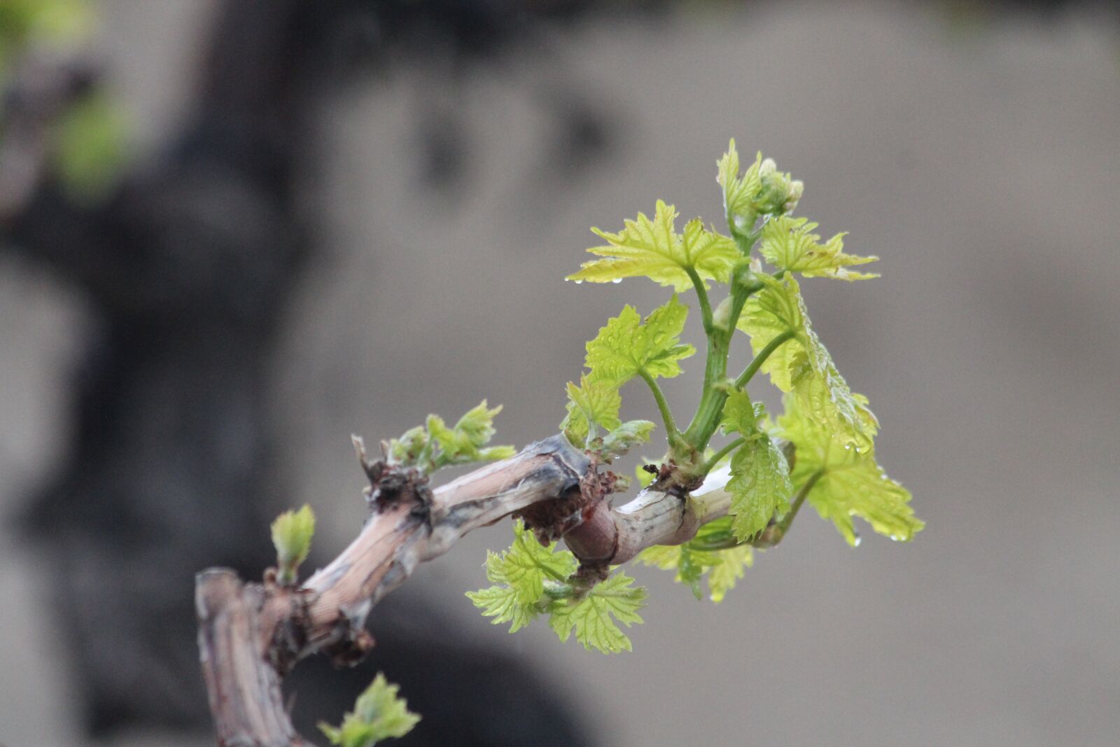 Canon EF 70-300mm F4-5.6 IS USM sample photo. Grapes, iran, wine photography