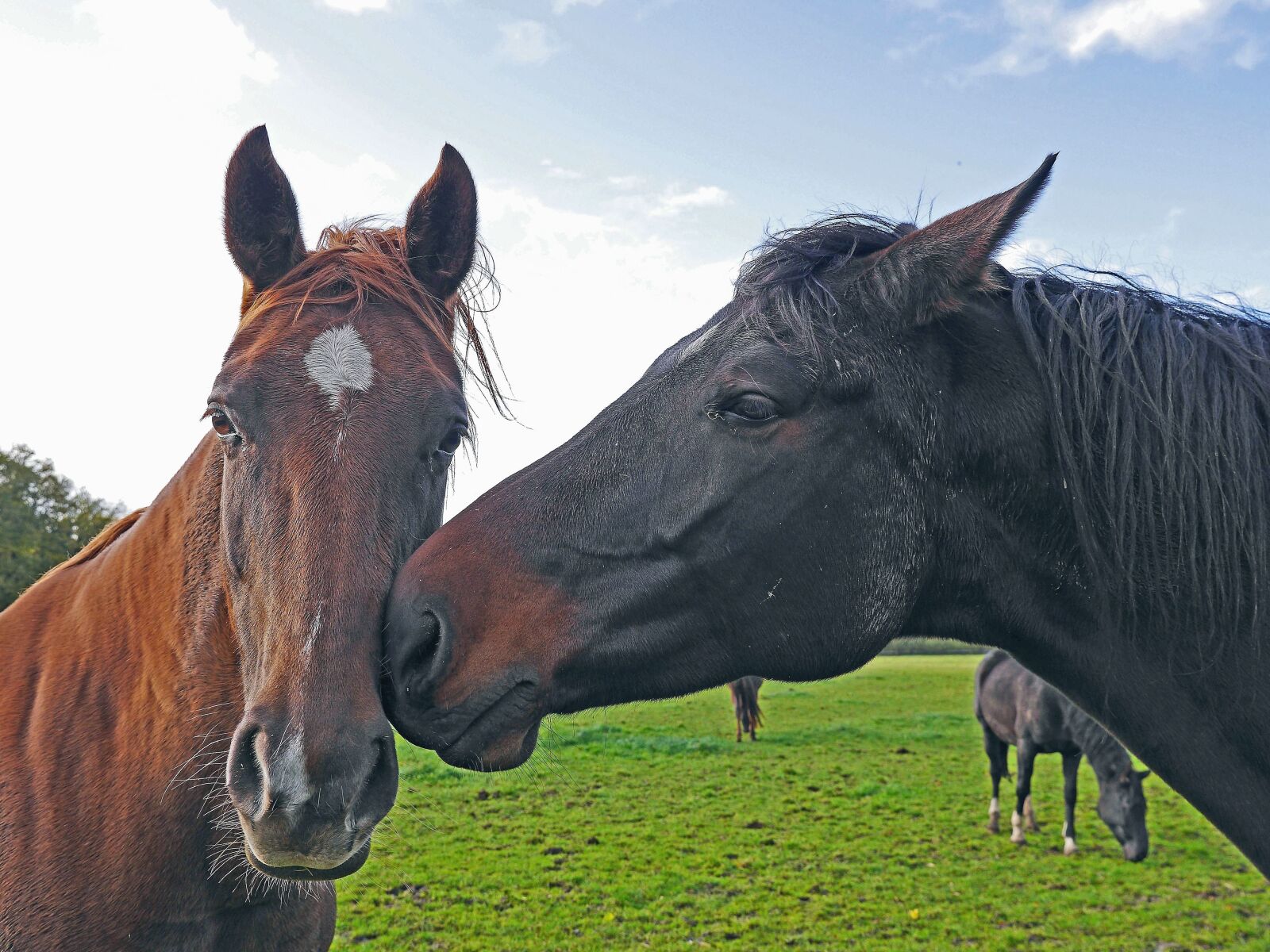Panasonic Lumix DMC-GH3 sample photo. Horse, animal, ranch, farm photography