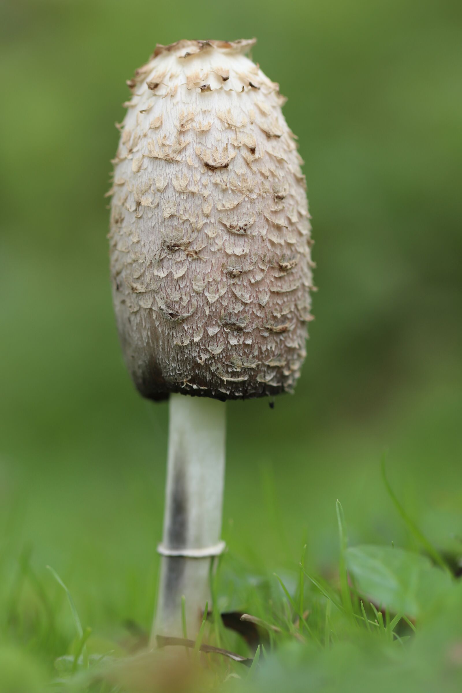 Canon EOS 800D (EOS Rebel T7i / EOS Kiss X9i) sample photo. Mushroom, mushrooms, comatus photography