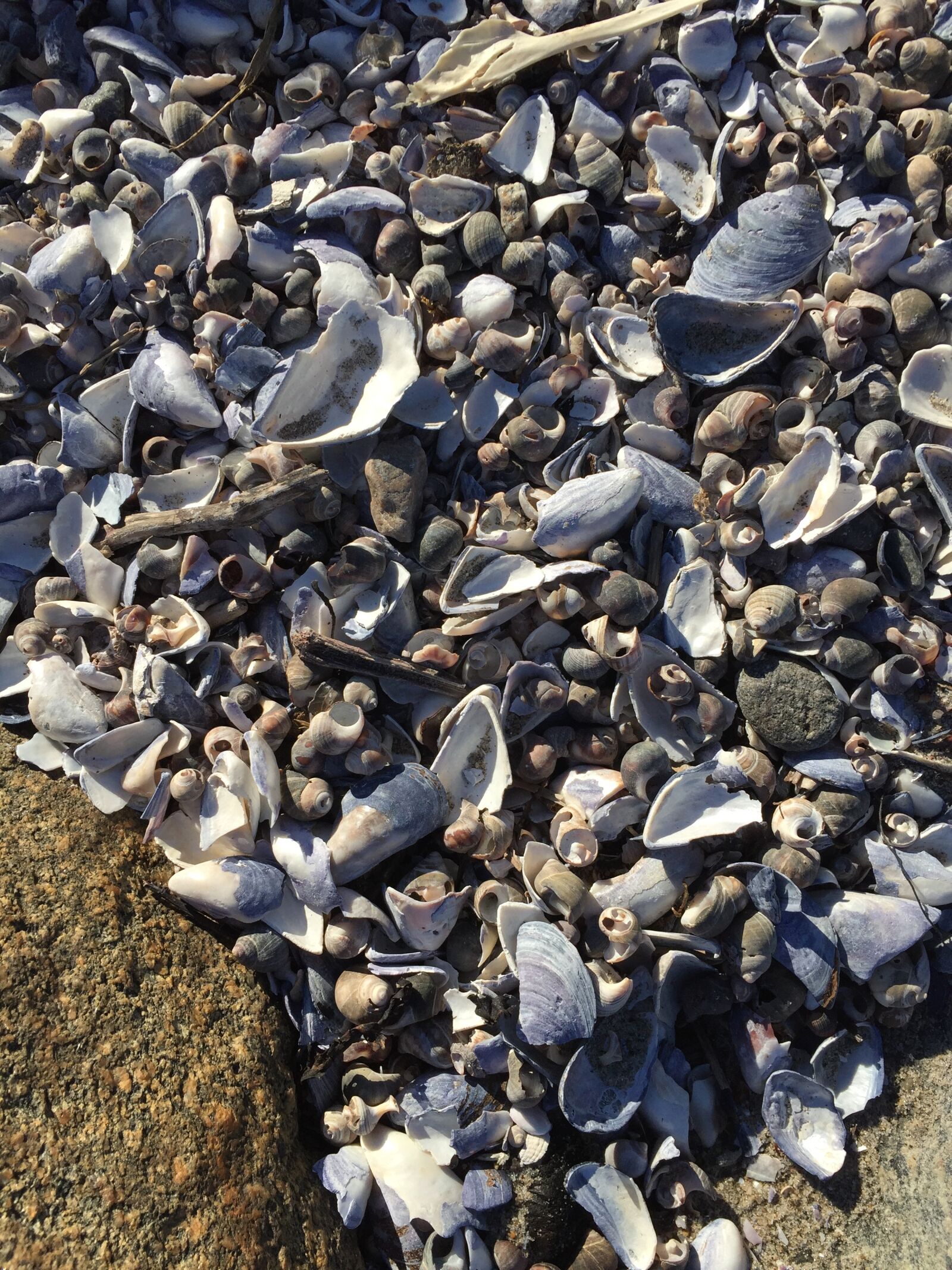 Apple iPhone 6 sample photo. Shells, the nature of photography