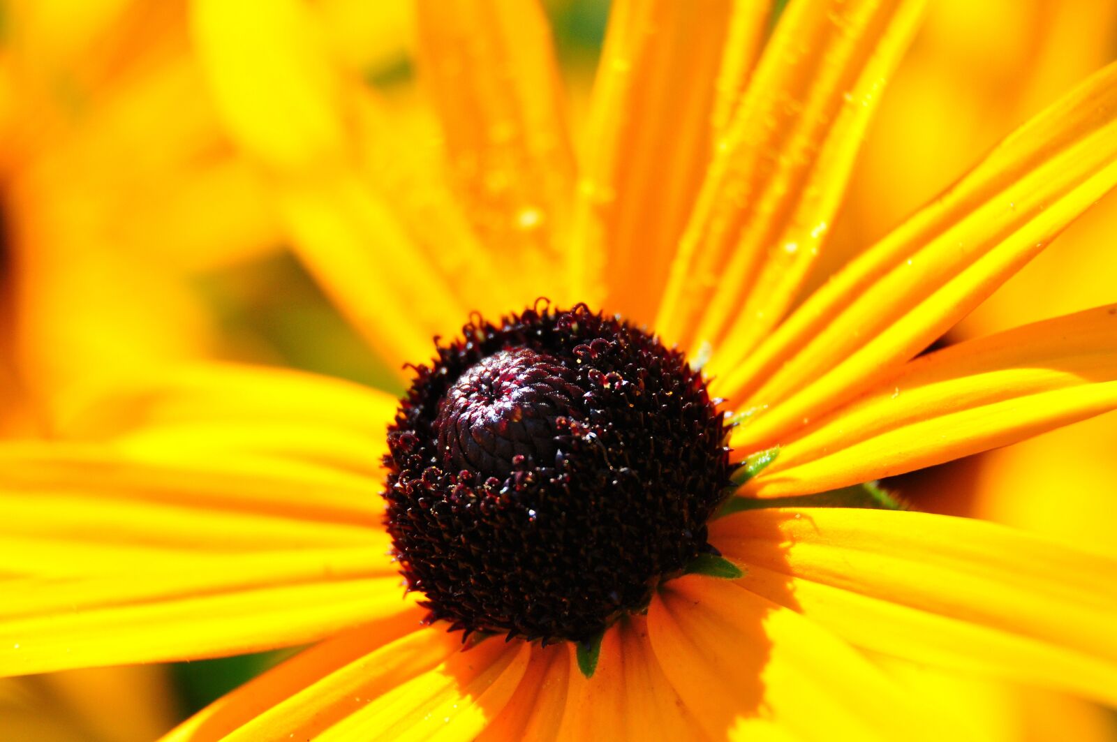 Nikon D5000 sample photo. Yellow, flower, plant photography