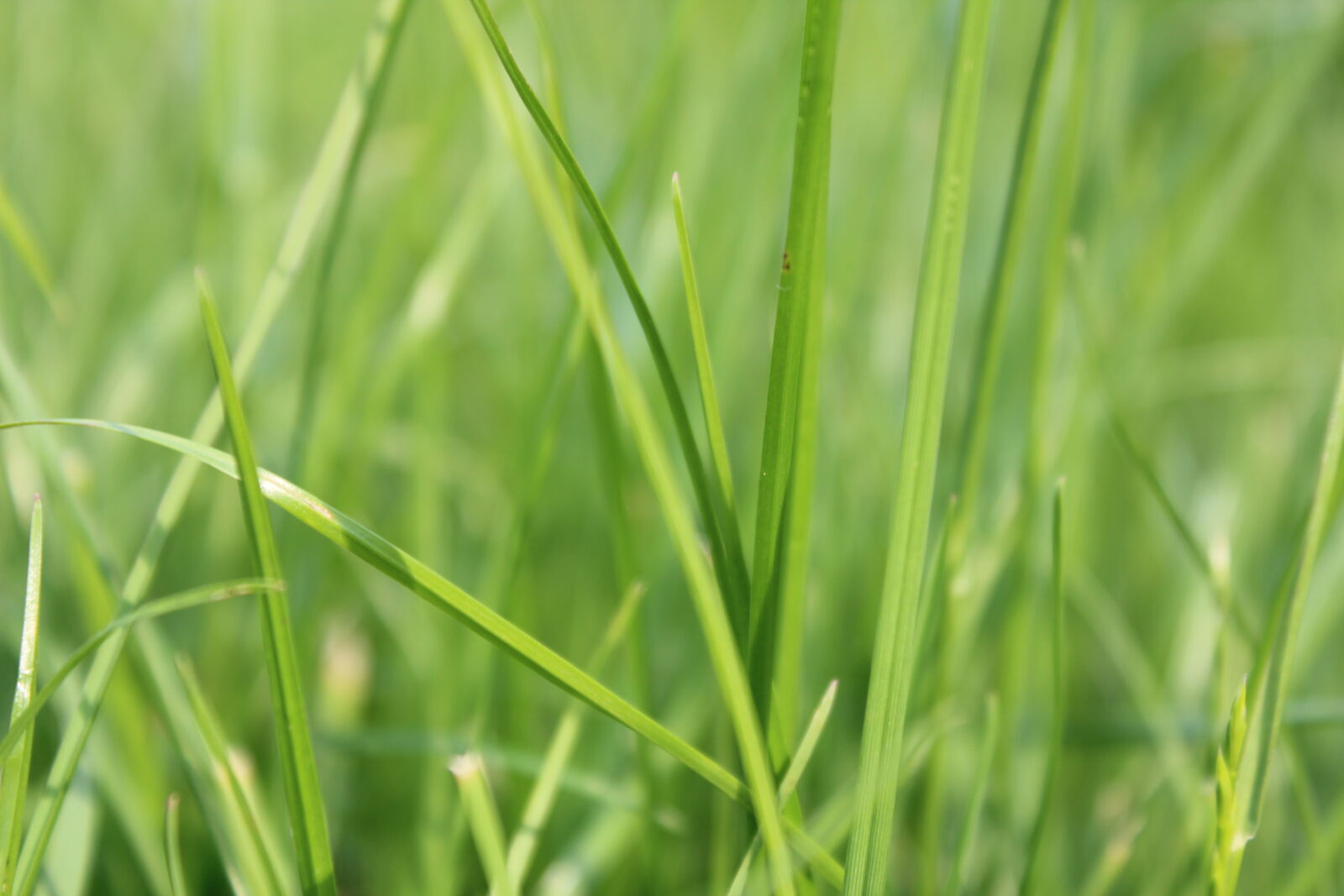 Canon EOS 600D (Rebel EOS T3i / EOS Kiss X5) sample photo. Grass, green, macro, nature photography
