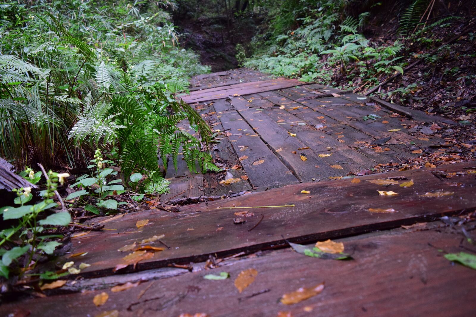 Nikon D5300 sample photo. Wood, nature, tabitha photography