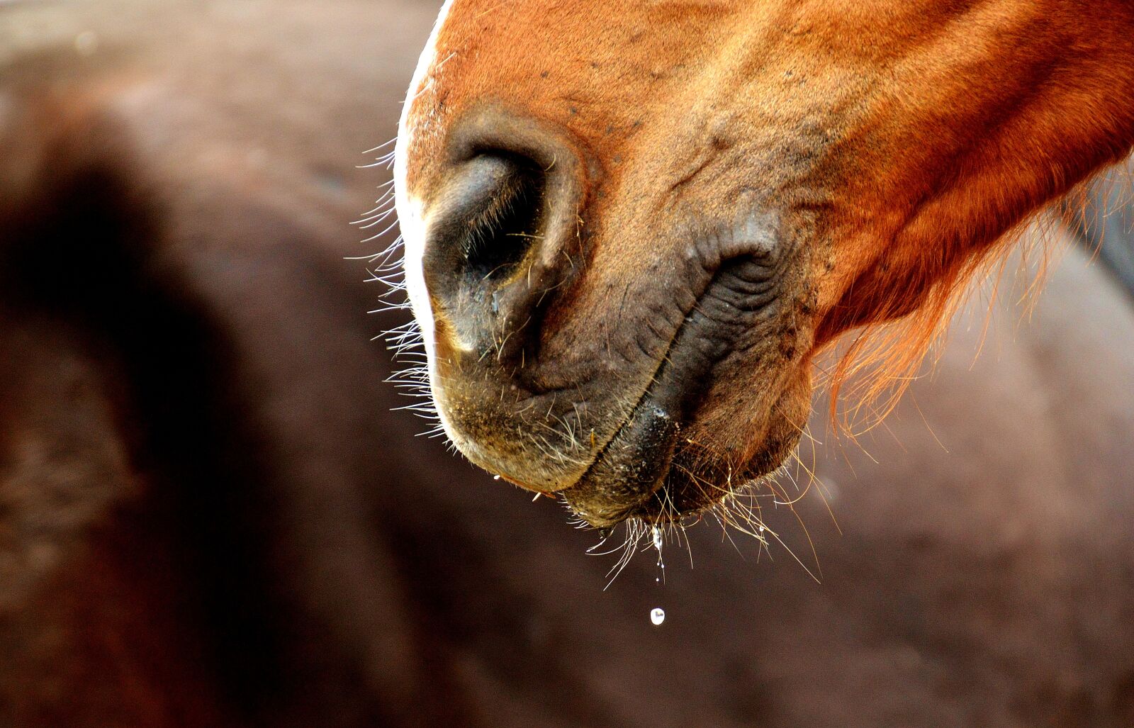 Nikon D3200 sample photo. Horse snout, nostrils, close photography