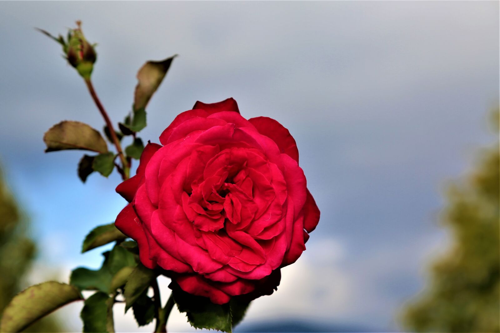 Canon EF 24-105mm F4L IS USM sample photo. Rose, red, love photography