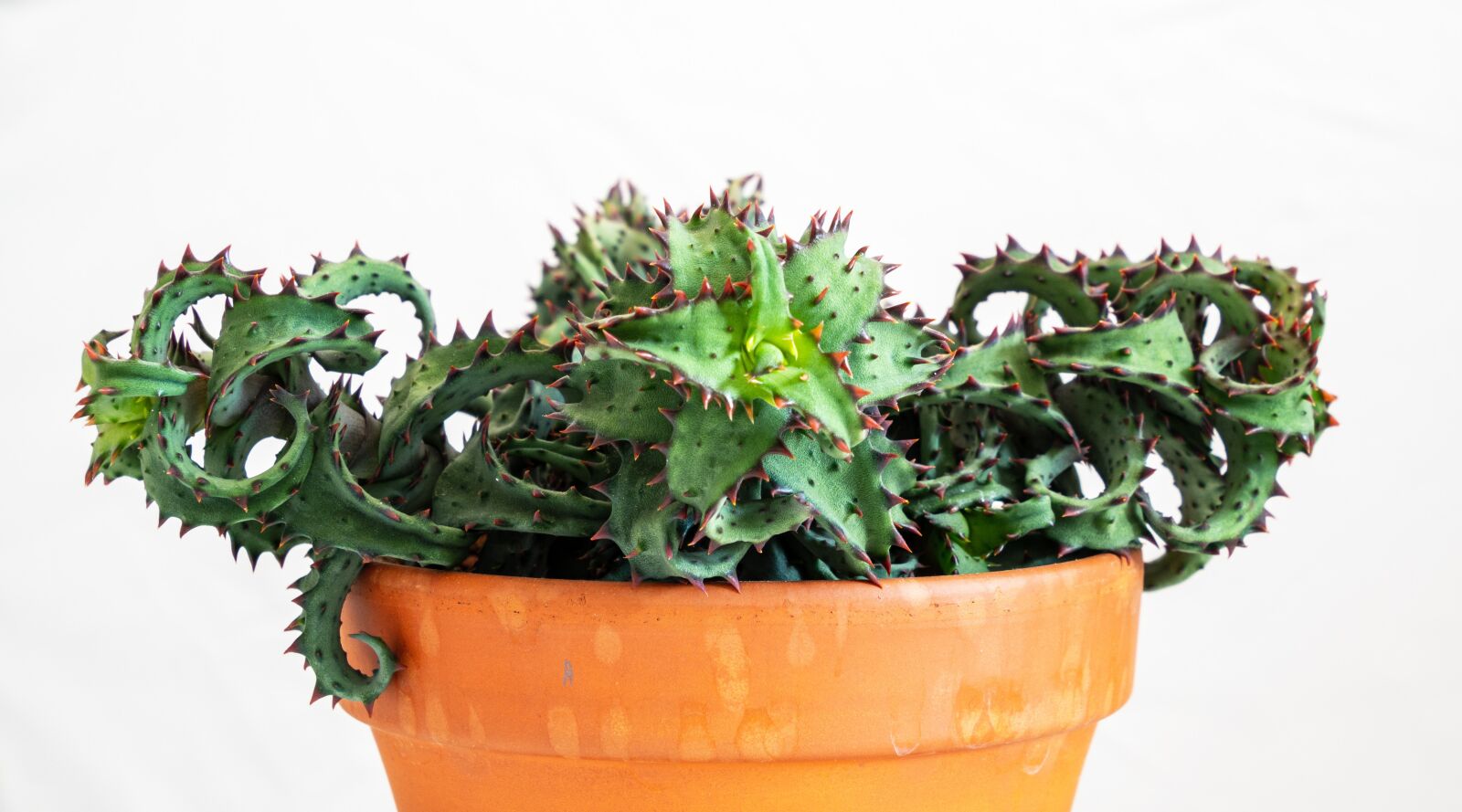 Olympus OM-D E-M10 III sample photo. Aloe, plant, toothy photography