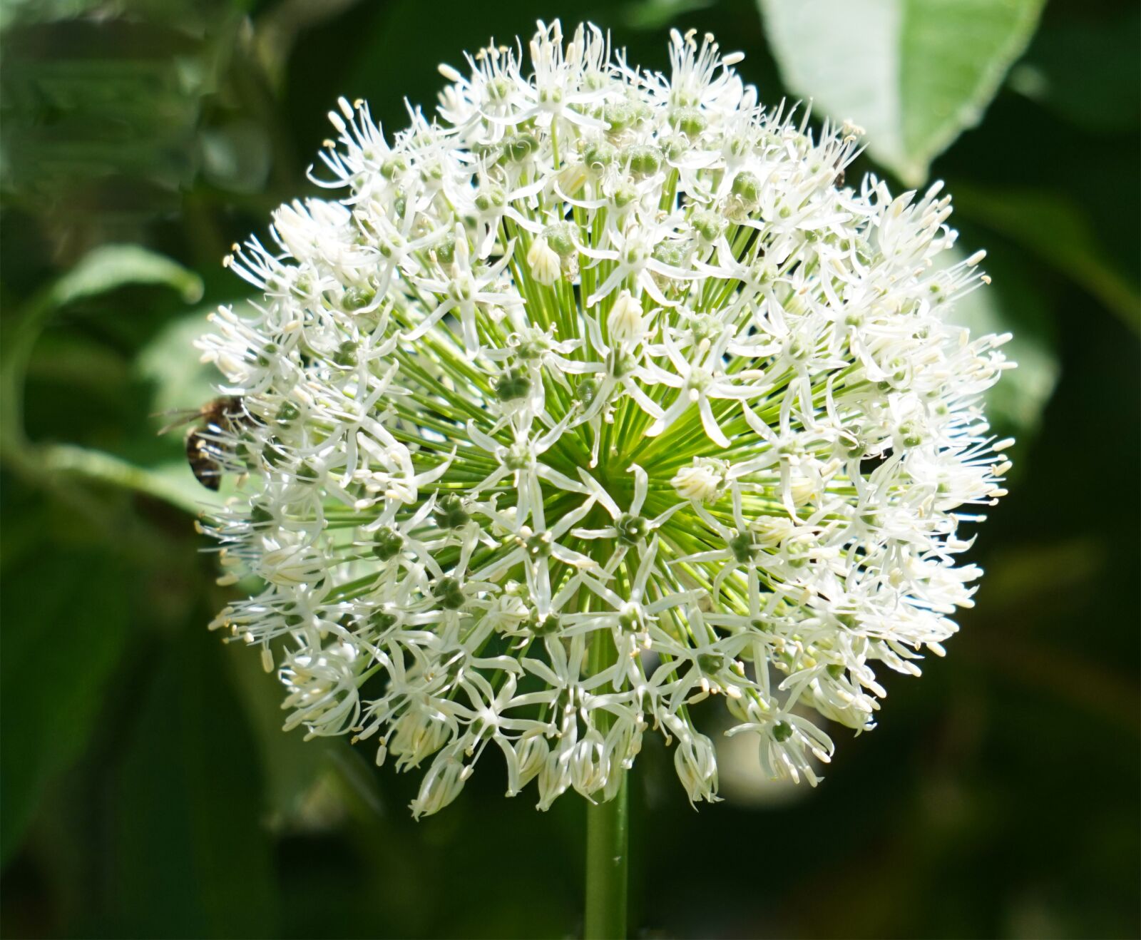 Sony Alpha a5000 (ILCE 5000) + Sony E 55-210mm F4.5-6.3 OSS sample photo. Ornamental onion, white, blossom photography