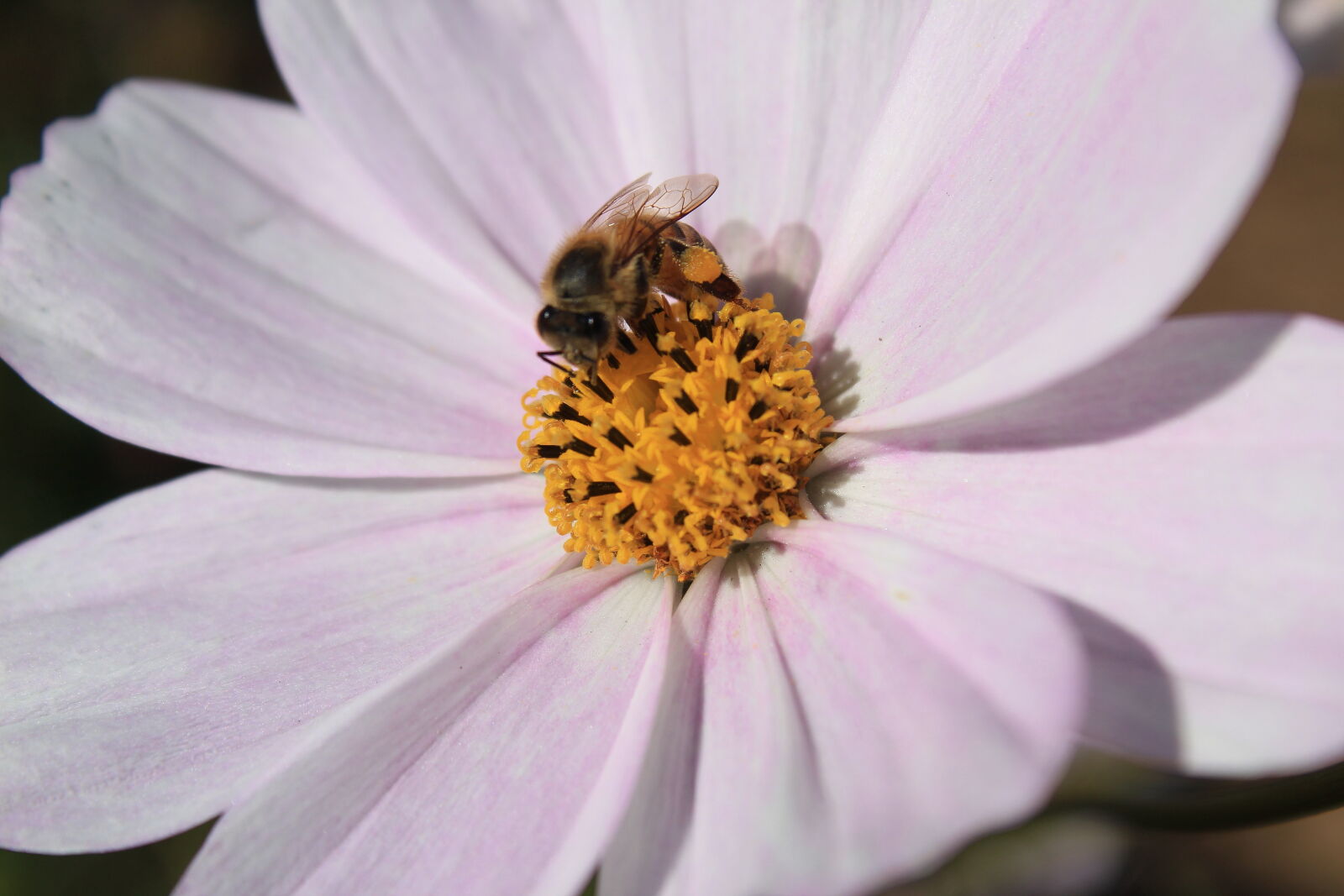 Canon EOS 1300D (EOS Rebel T6 / EOS Kiss X80) sample photo. Bees, beeswax, flower, honey photography