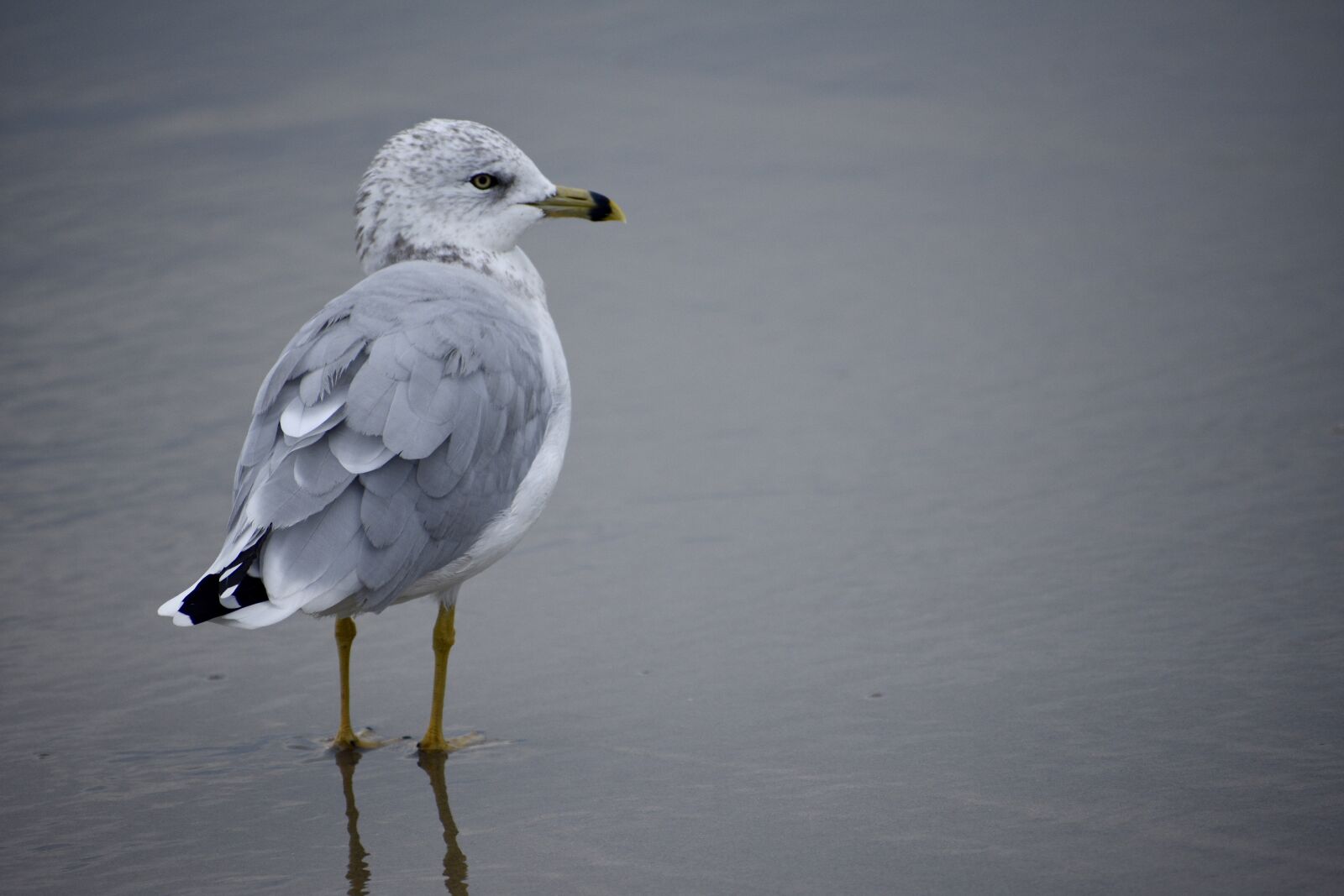 Nikon D3400 sample photo. Seashore, water, beach photography