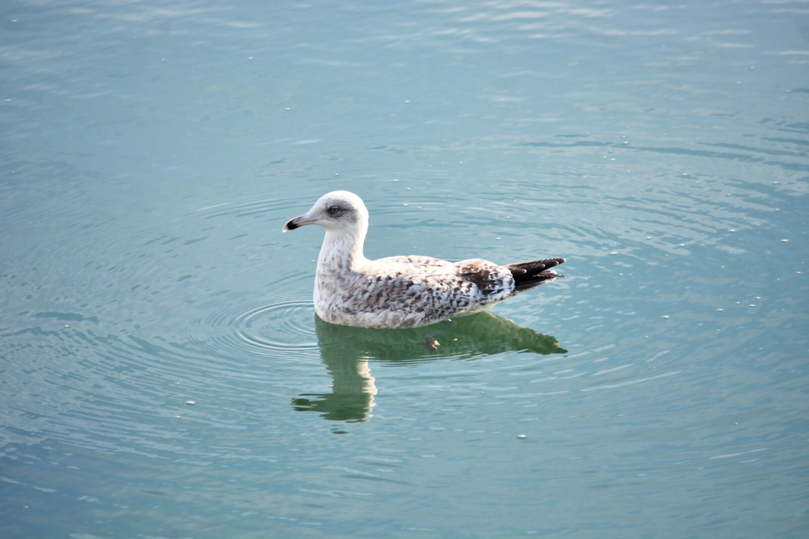Nikon D5200 sample photo. Animal, sauvage, animalier, de photography