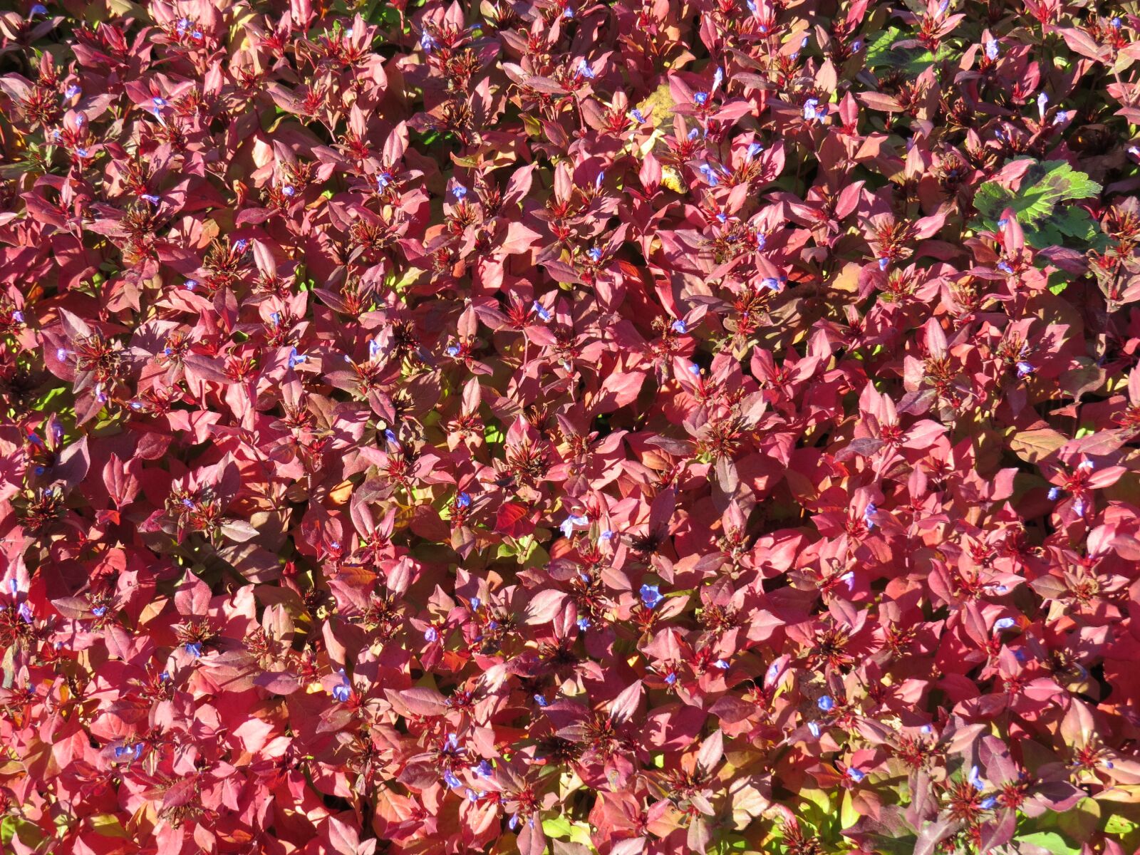 Canon PowerShot SX50 HS sample photo. Autumn, flower, nature photography
