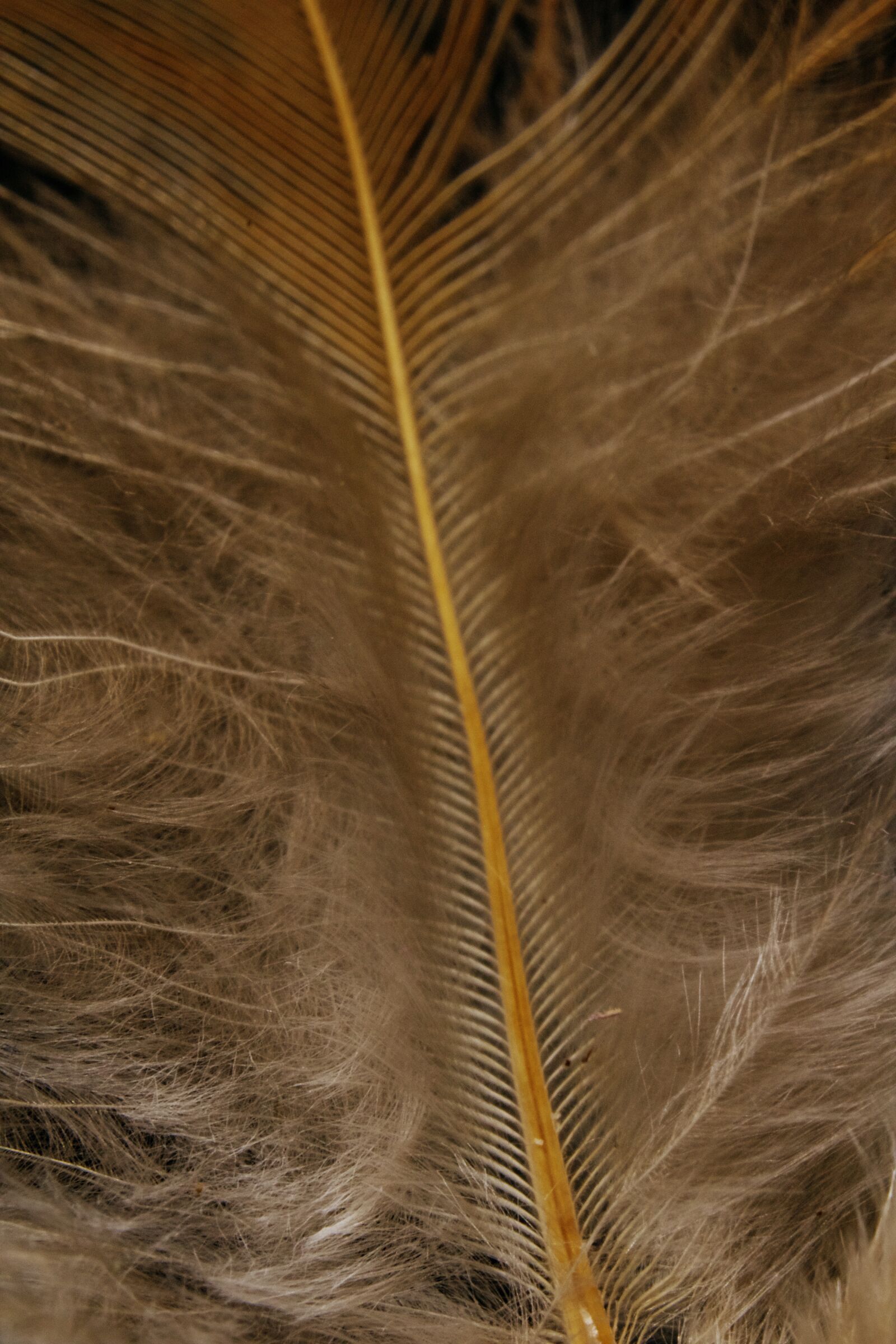 Canon EOS 750D (EOS Rebel T6i / EOS Kiss X8i) sample photo. Feather, bird, avian photography