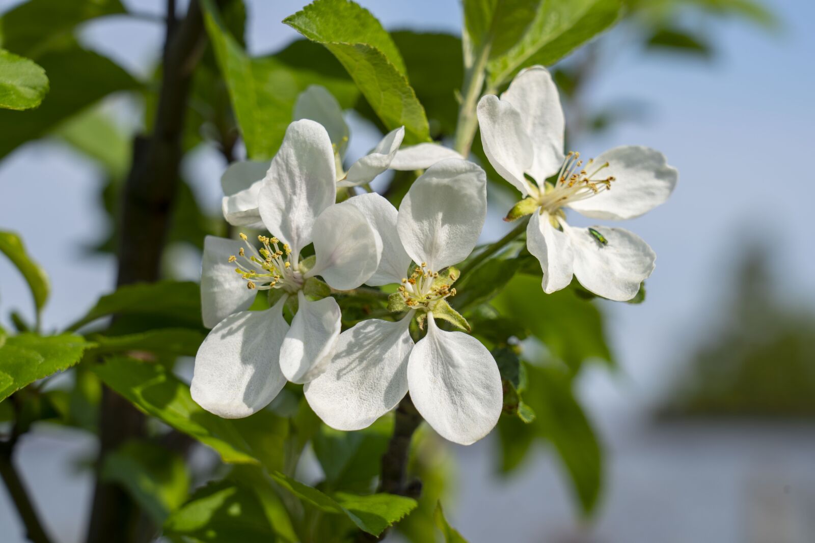 Sony FE 24-105mm F4 G OSS sample photo. Apple tree, tree, flowering photography