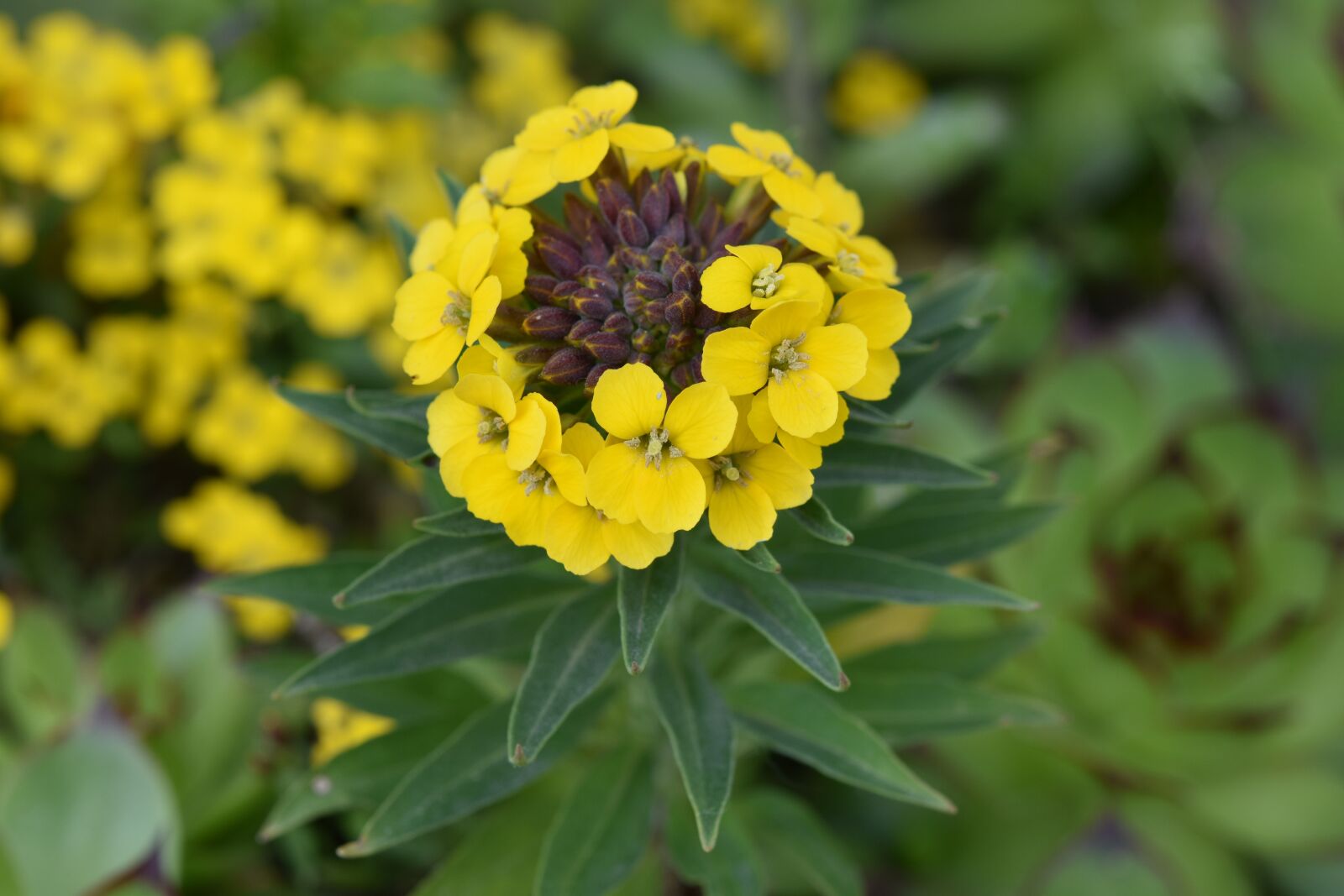 Nikon D5600 sample photo. Flower, yellow flower, green photography