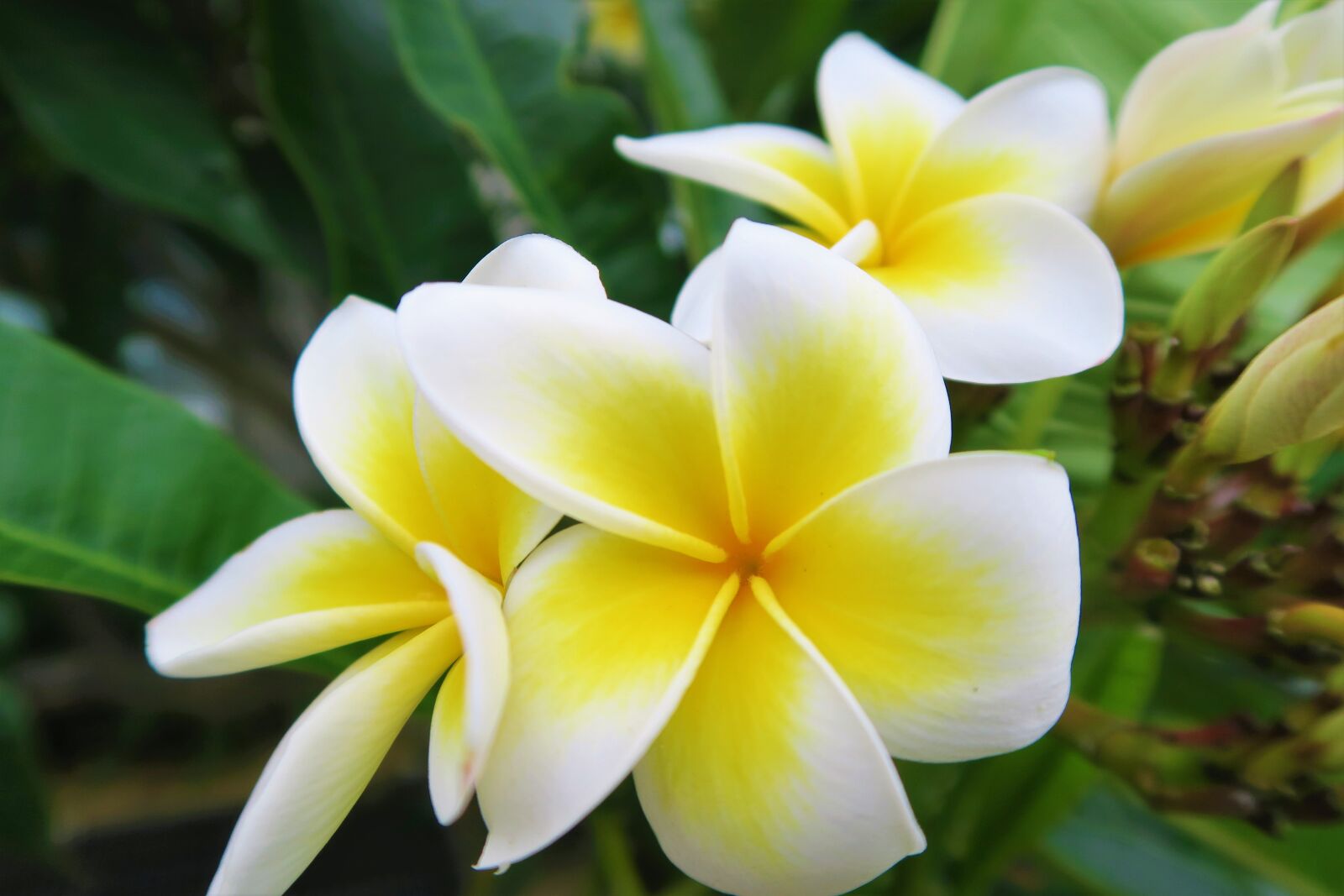 Canon PowerShot G7 X sample photo. Tropical, flower, rose photography