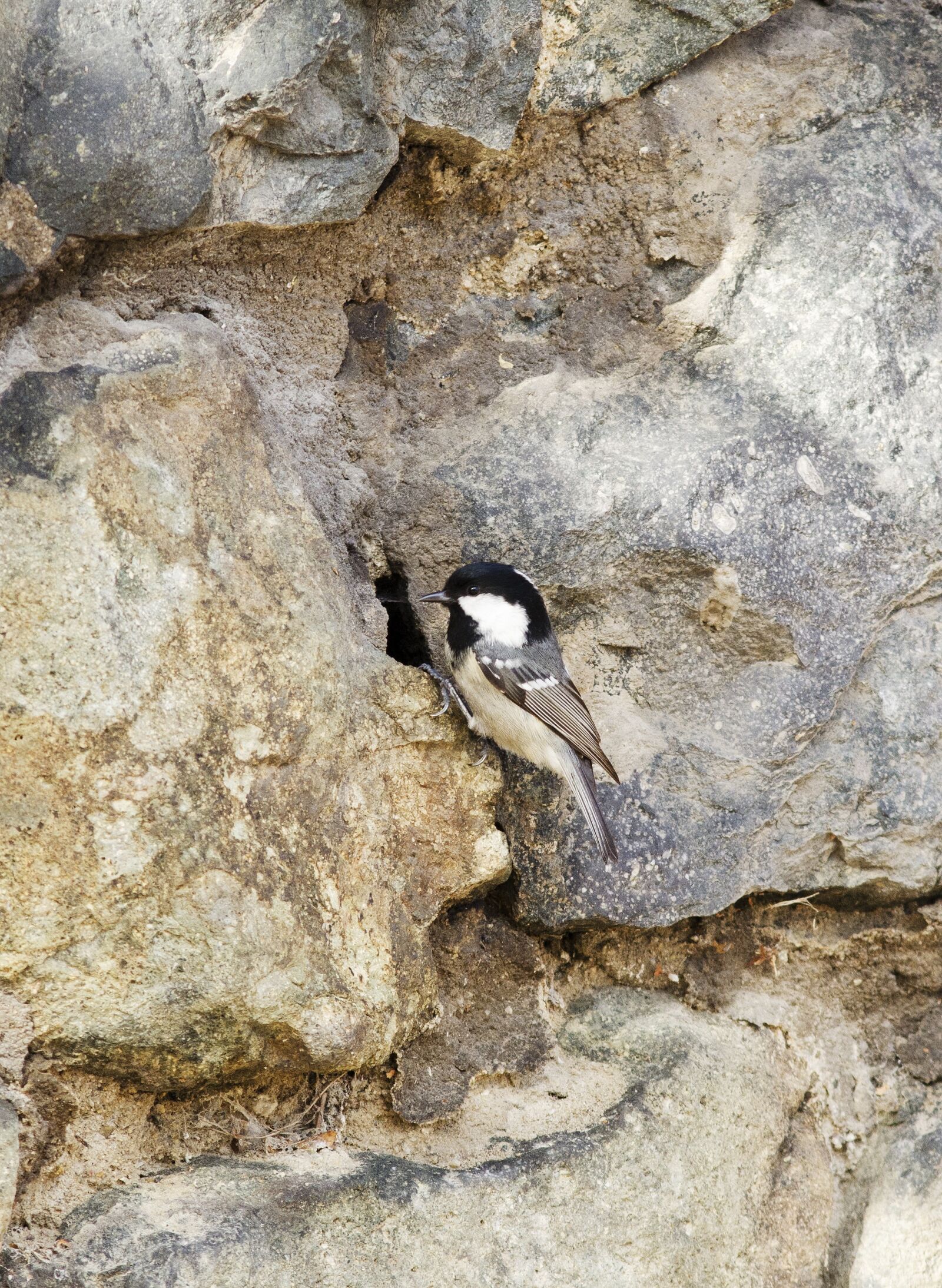 Nikon D5100 sample photo. Rock wall, mortar, masonry photography