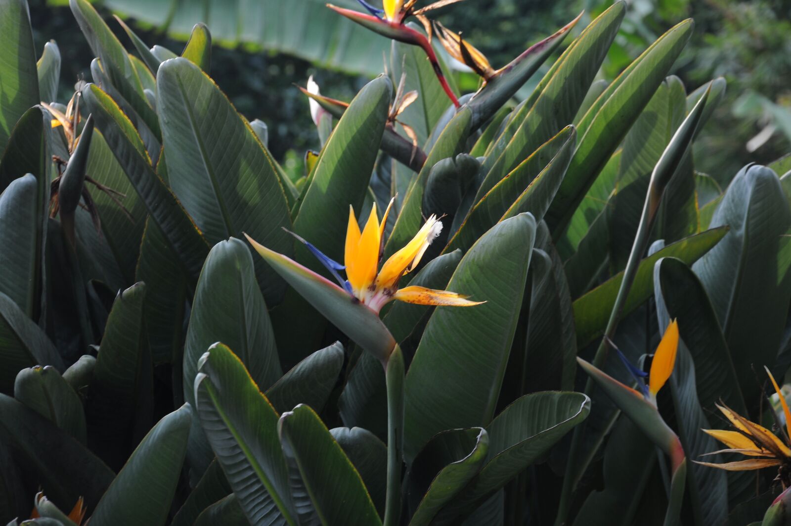 Nikon D90 sample photo. Montecarlo, botany, flower photography