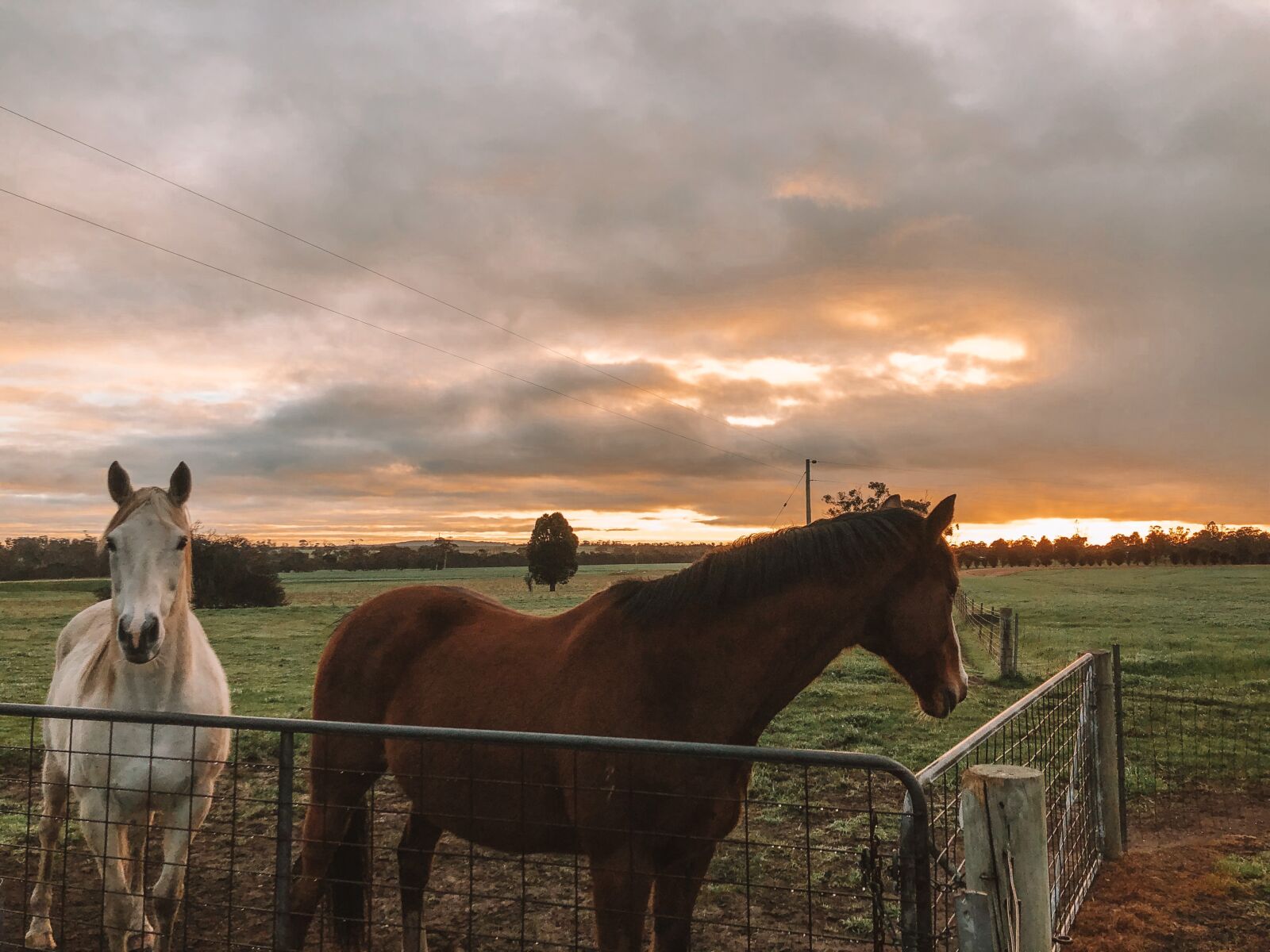 iPhone X back dual camera 4mm f/1.8 sample photo. Farm, sunrise, horses photography