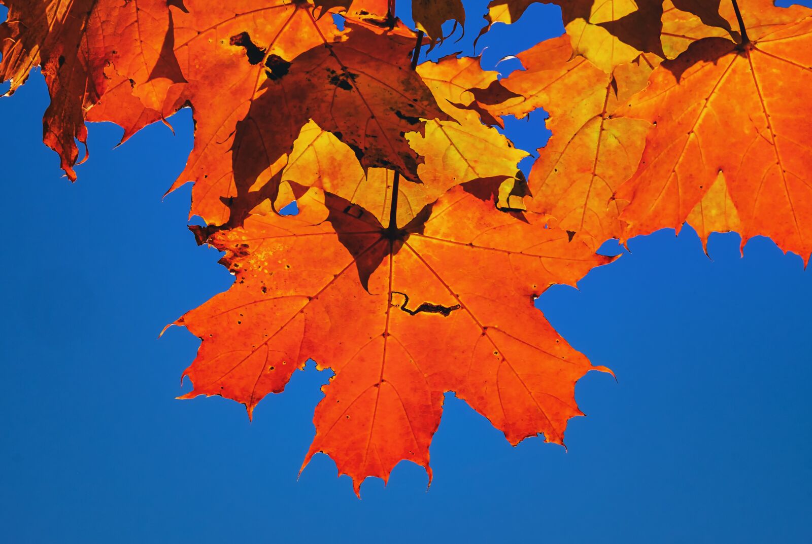 Fujifilm XF 55-200mm F3.5-4.8 R LM OIS sample photo. Autumn, leaf, colorful photography