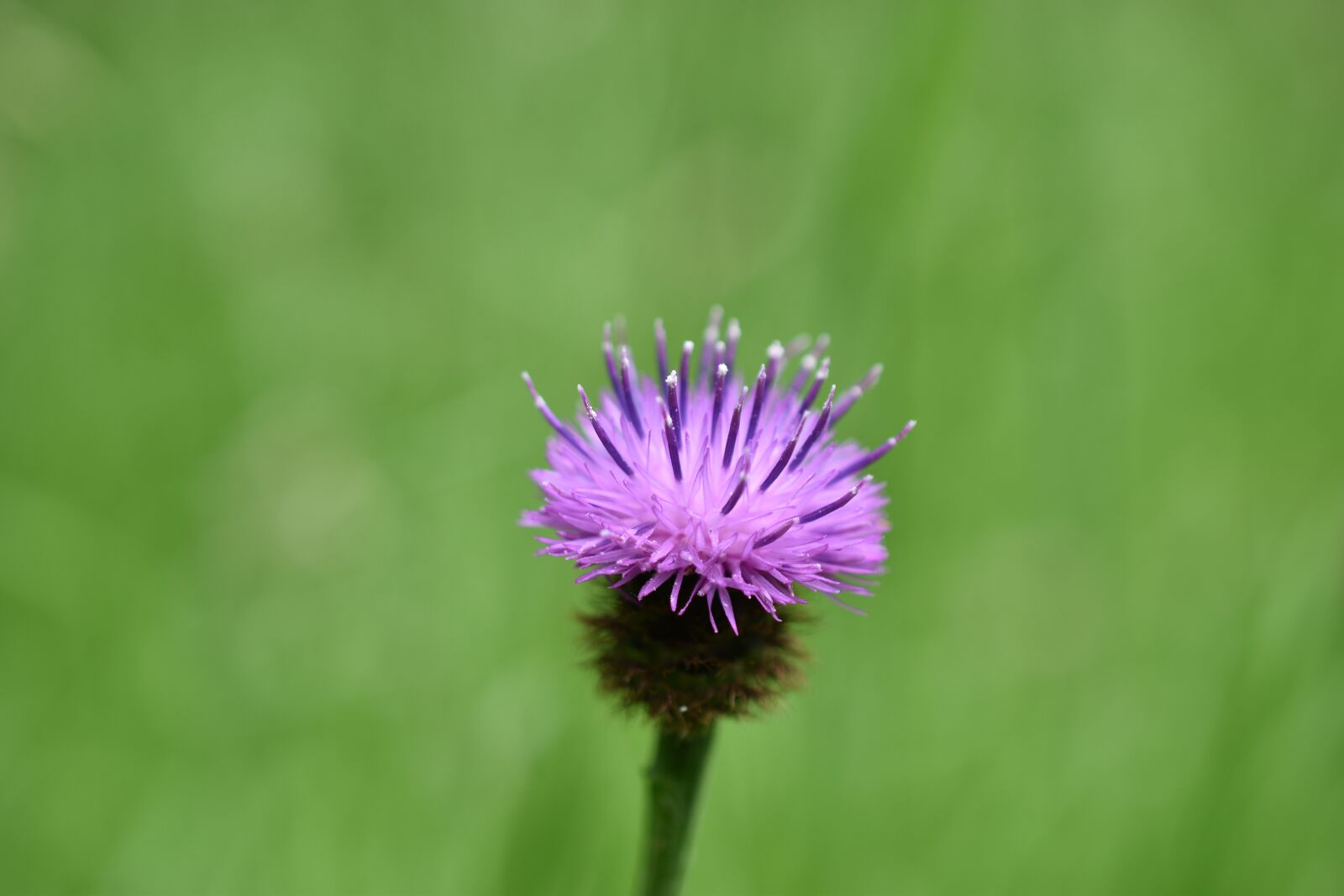 Nikon D5600 sample photo. Thistle, flower, nature photography
