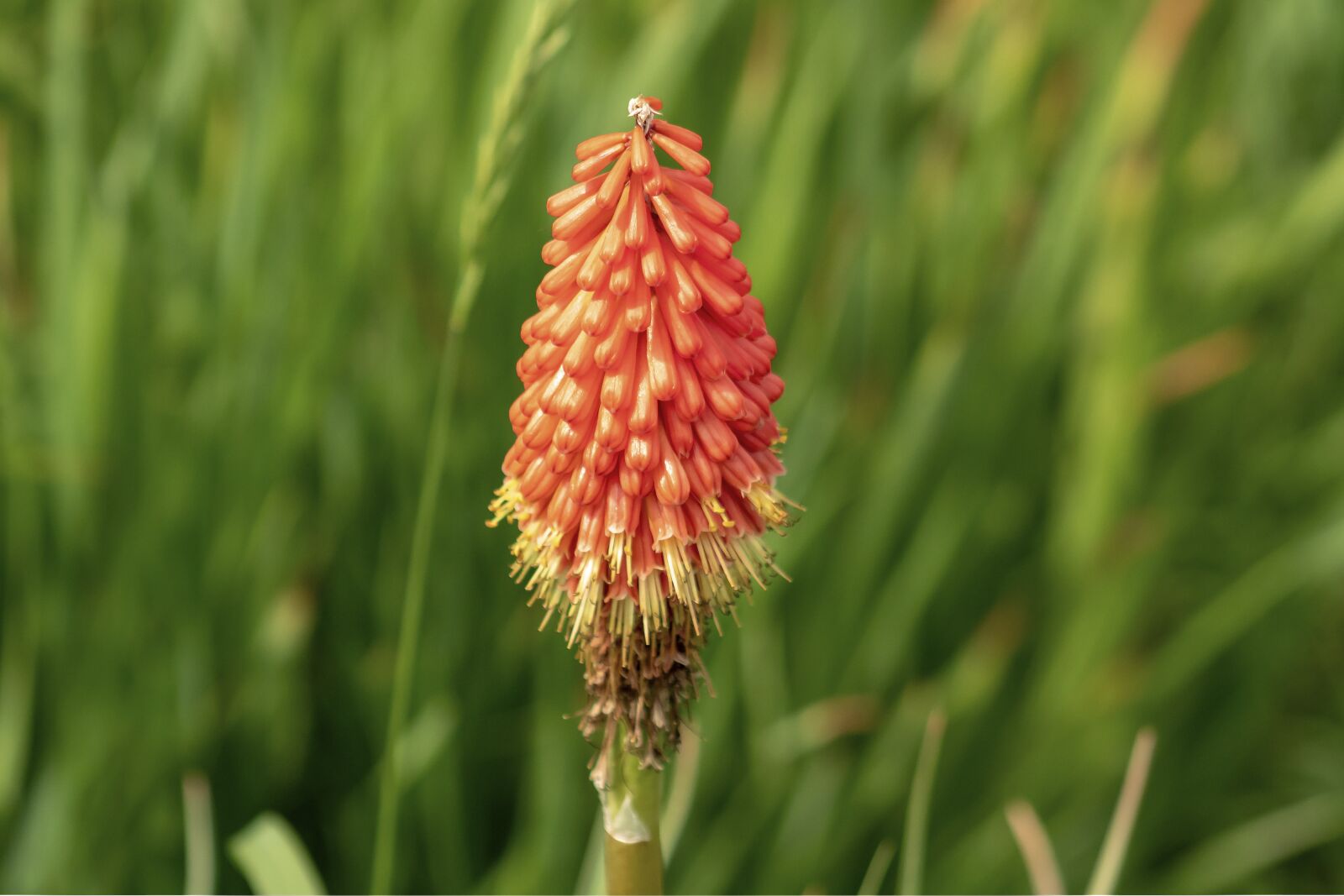 Canon EF75-300mm f/4-5.6 sample photo. Flower, flowers, blooms at photography