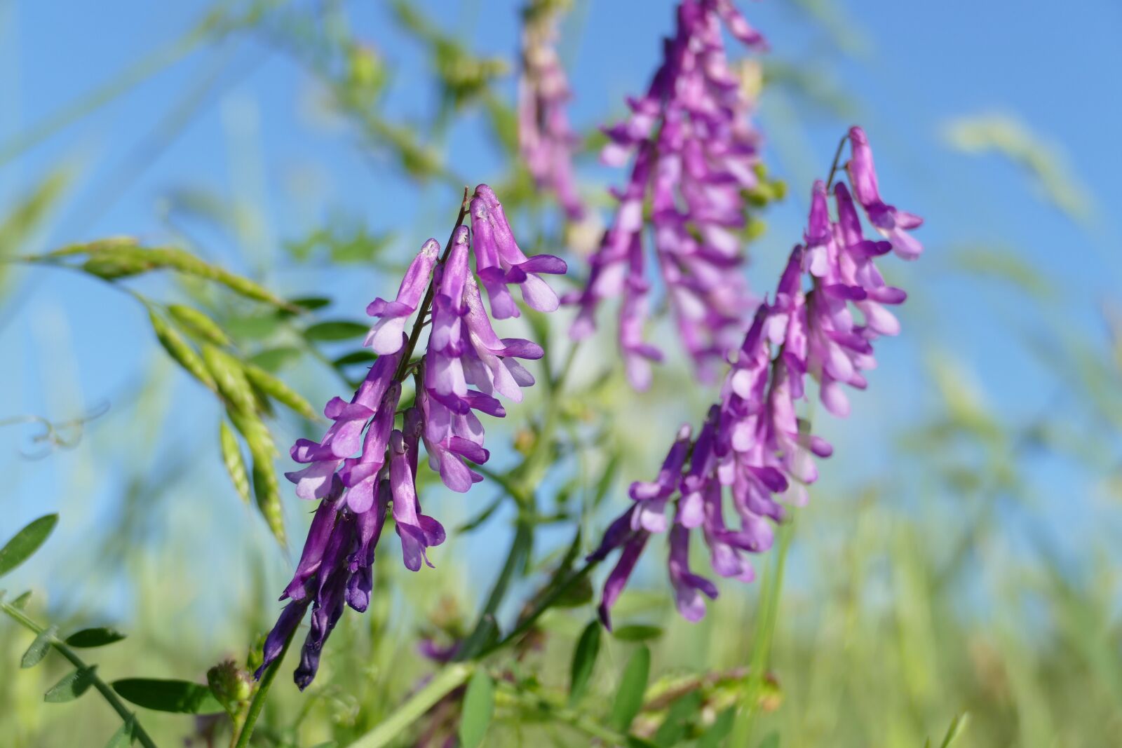 Panasonic Lumix DMC-FZ1000 sample photo. Bird vetch, vicia cracca photography
