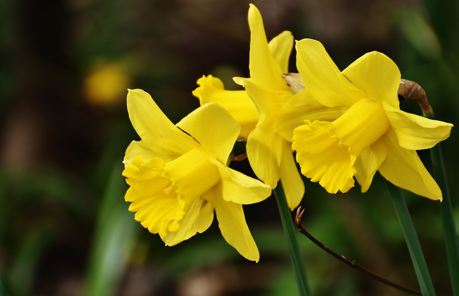 Nikon D7200 sample photo. Daffodils, yellow, spring photography